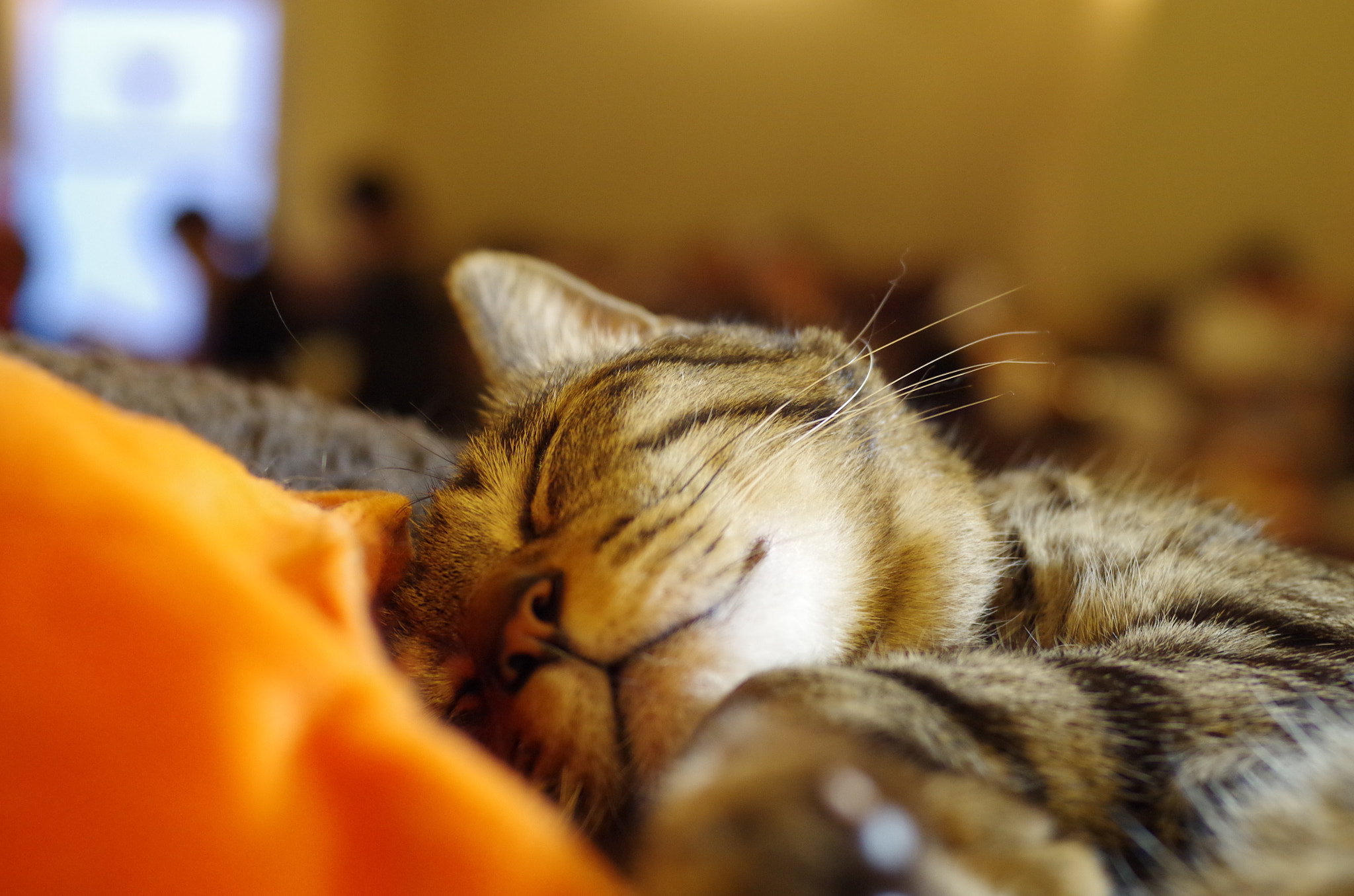 Pentax smc DA 40mm F2.8 XS Lens sample photo. Goodnight:) photography