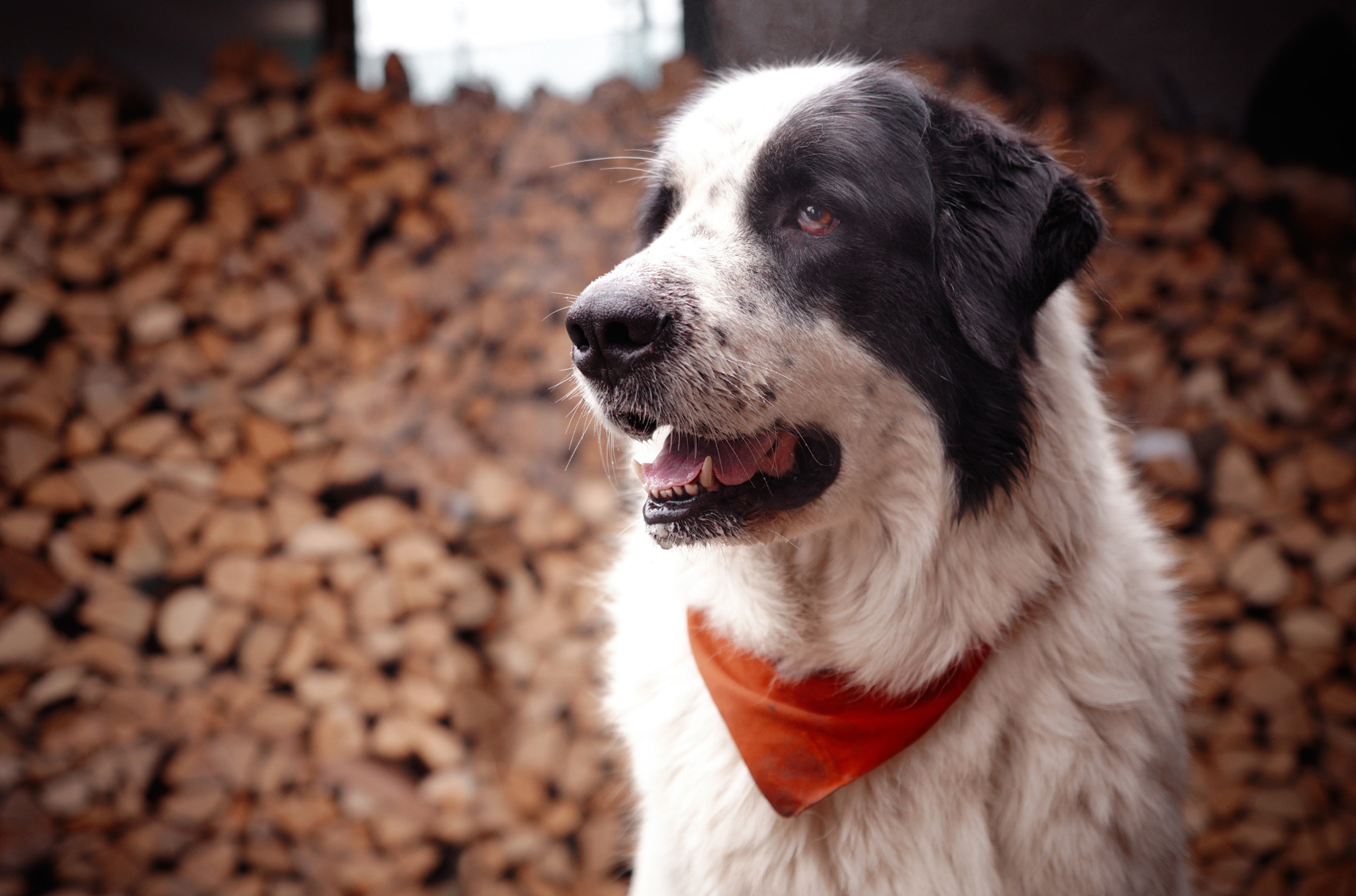 Sony DT 50mm F1.8 SAM sample photo. Leeloo photography