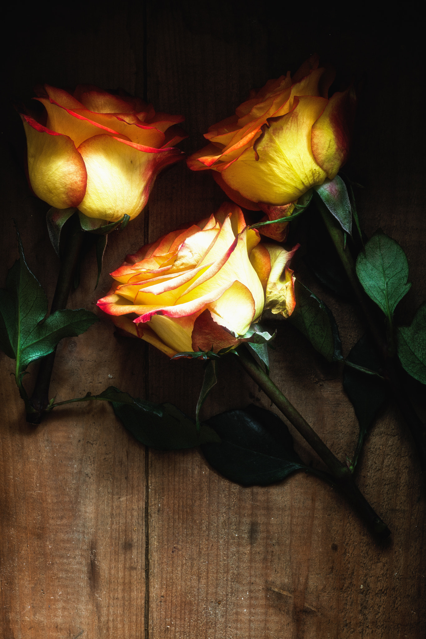 Canon EF 100mm F2.8 Macro USM sample photo. Three by jim crotty photography