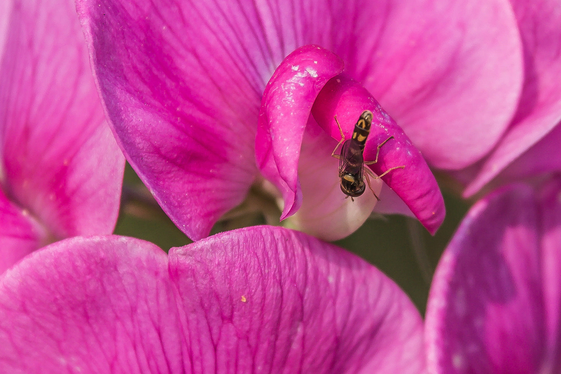 Sigma 17-70mm F2.8-4 DC Macro OS HSM sample photo. Schwebfliege photography