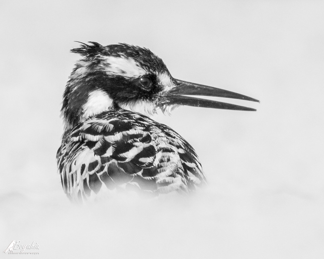 Canon EOS-1D Mark III + Canon EF 400mm F5.6L USM sample photo. The pied kingfisher photography