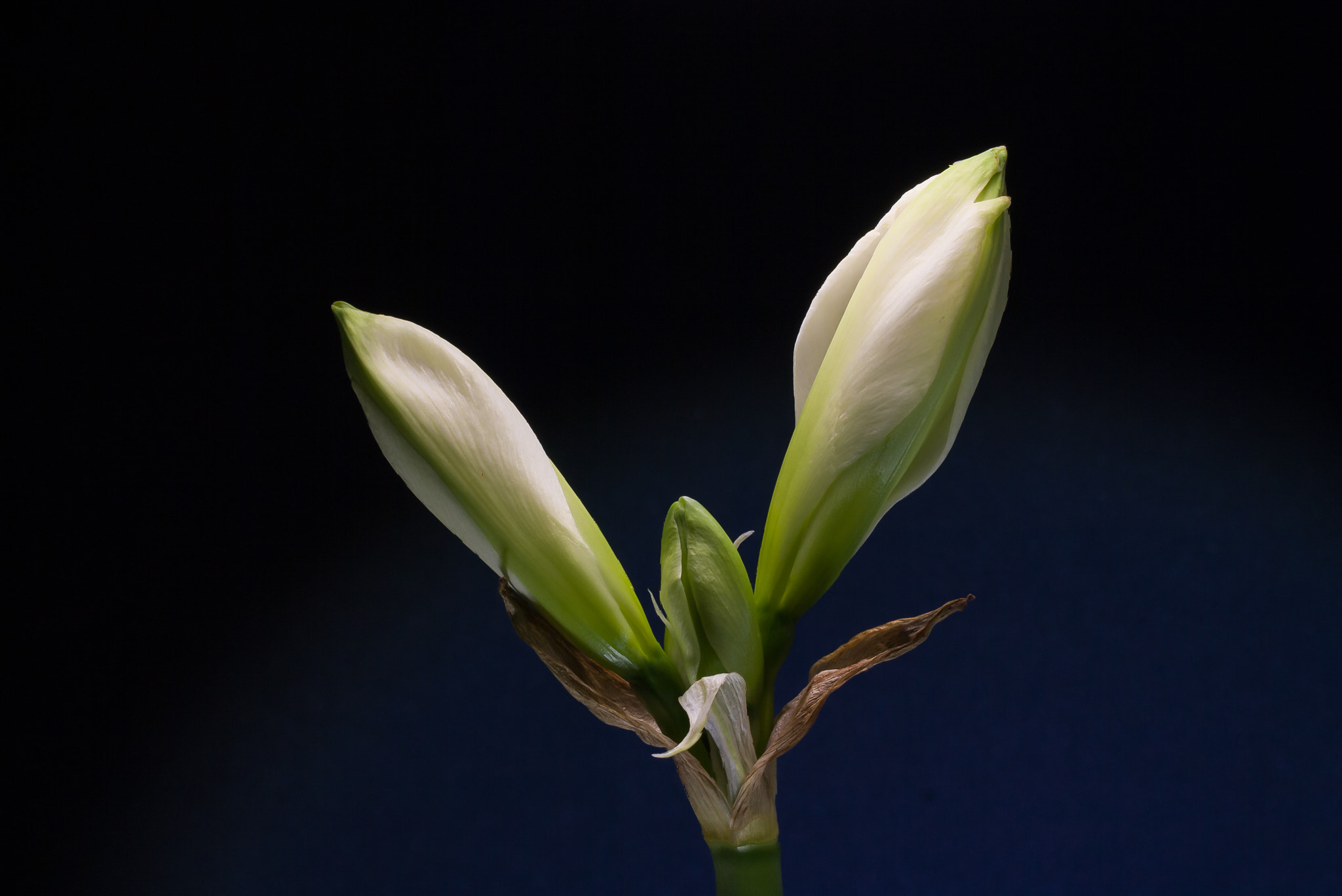 Canon EOS 1000D (EOS Digital Rebel XS / EOS Kiss F) sample photo. "spring in the home...!" photography