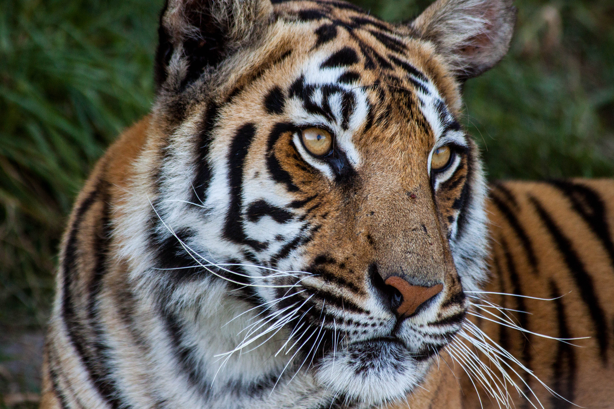 Canon EF 70-300mm F4-5.6 IS USM sample photo. Hello tiger photography