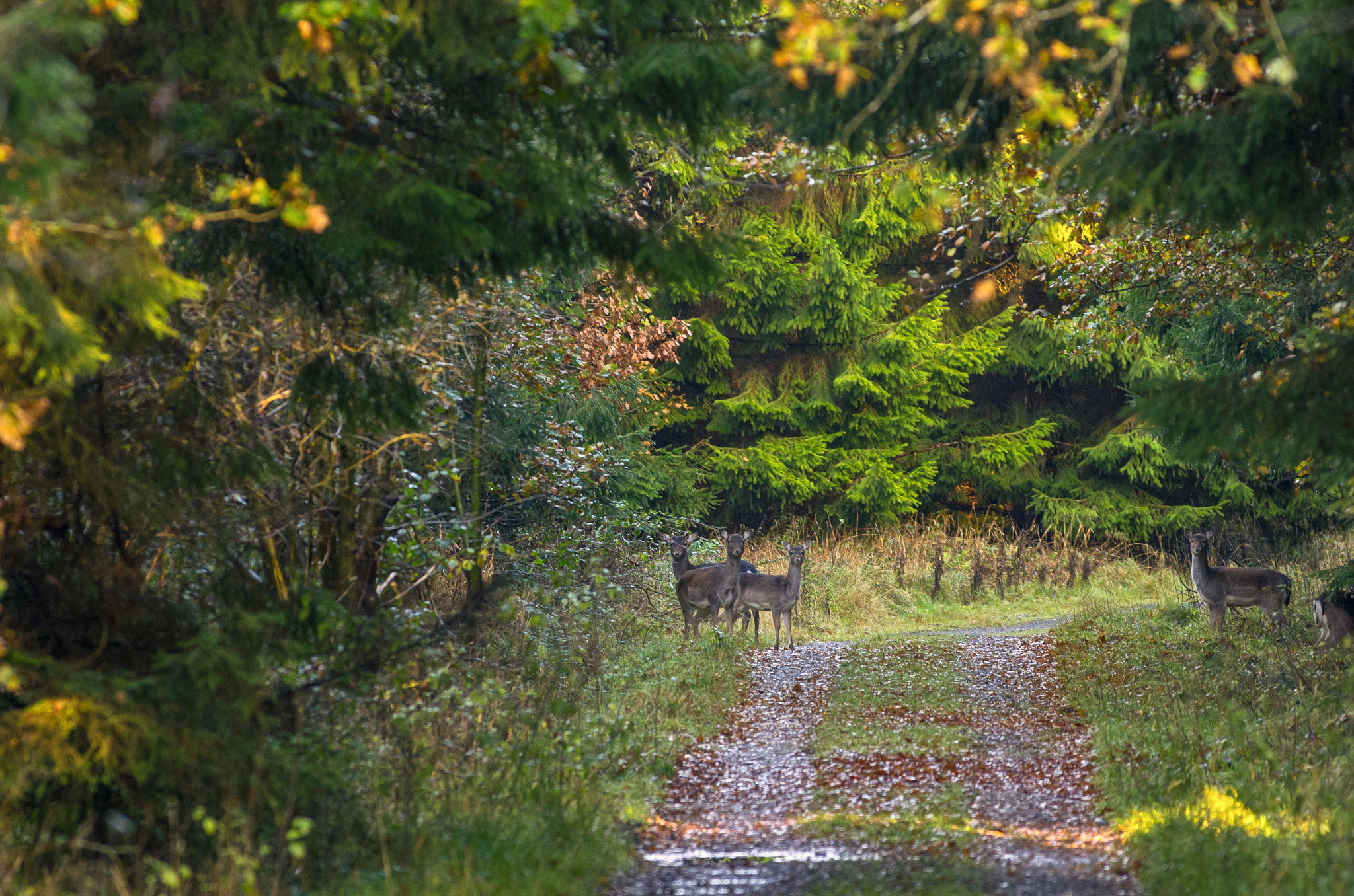 Pentax smc DA* 300mm F4.0 ED (IF) SDM sample photo. Deer photography