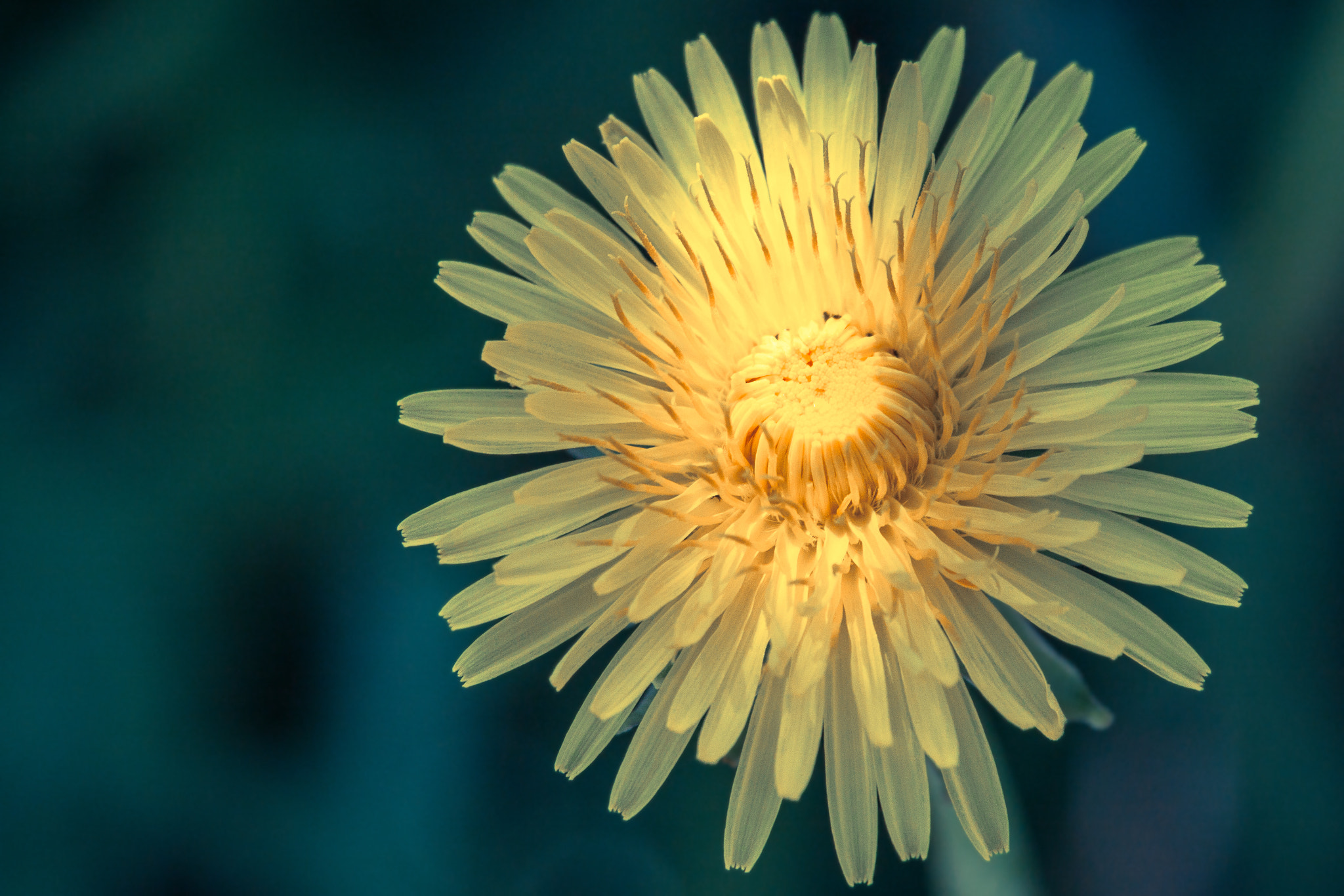 Canon EF-S 55-250mm F4-5.6 IS STM sample photo. Dandelion photography