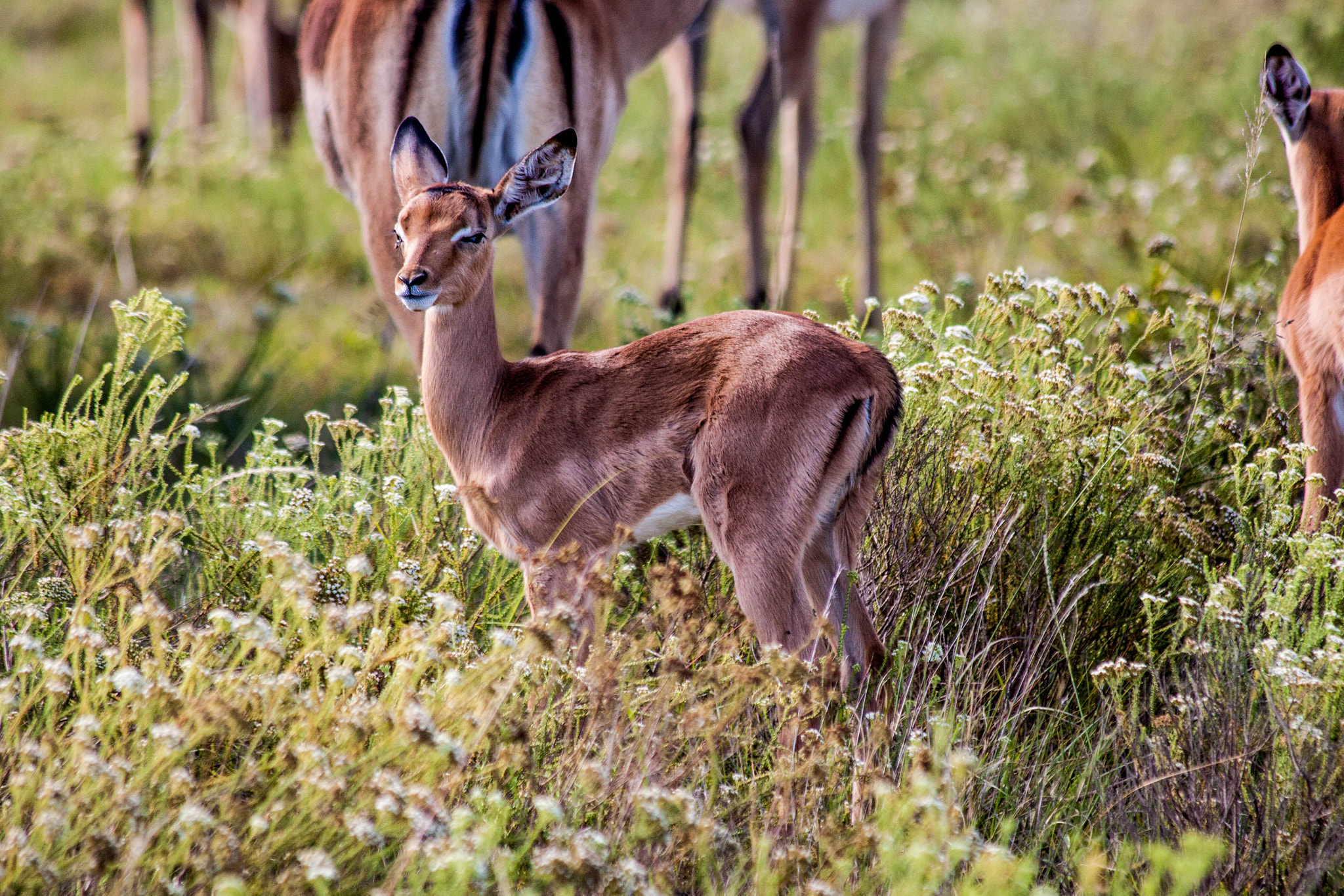 Canon EF 70-300mm F4-5.6 IS USM sample photo. Young impala photography