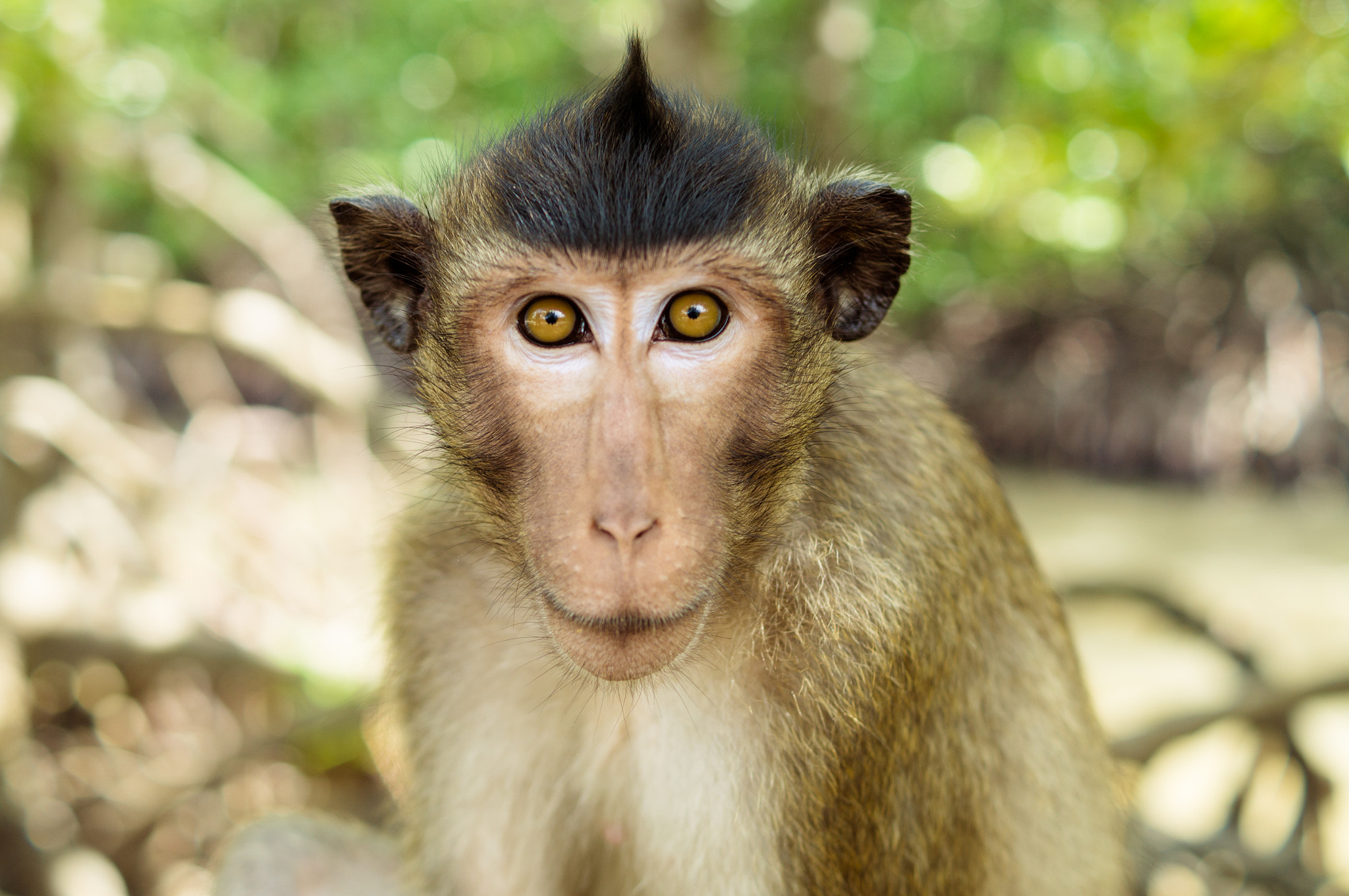 Sony SLT-A37 + Sony DT 35mm F1.8 SAM sample photo. Portrait of a monkey photography