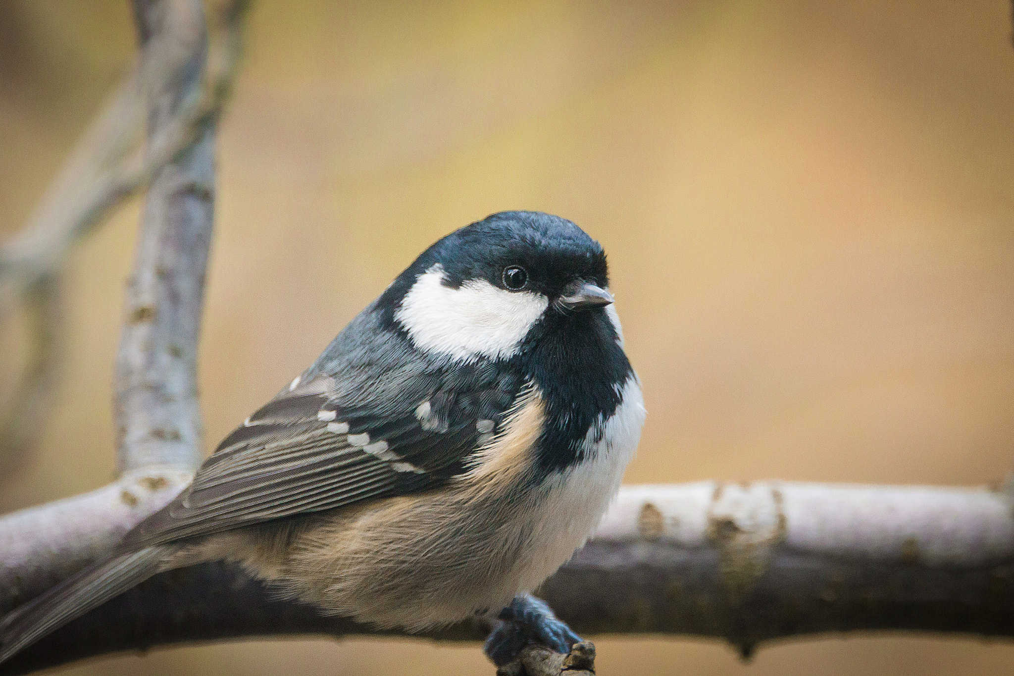 Sigma 150-600mm F5-6.3 DG OS HSM | C sample photo. Periparus ater photography