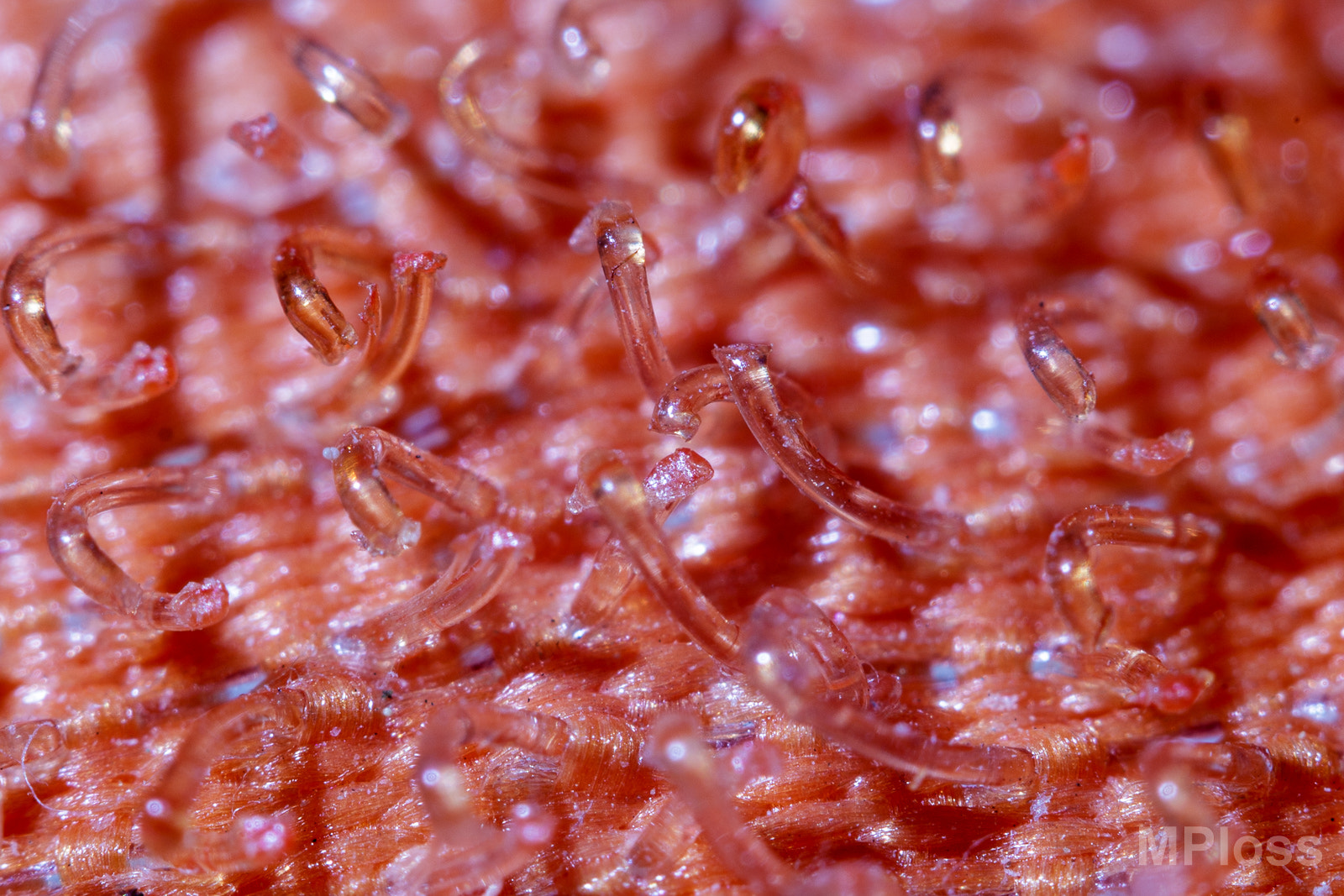 Canon EF-S 60mm F2.8 Macro USM sample photo. Hooks photography