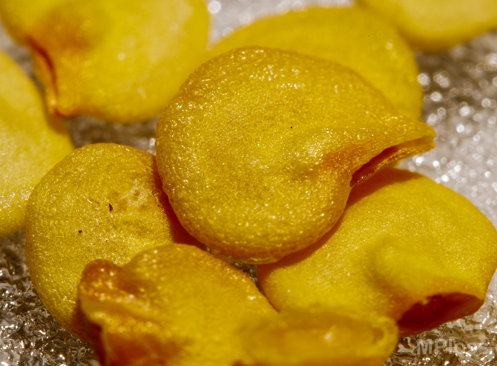 Canon EF-S 60mm F2.8 Macro USM sample photo. Seed photography