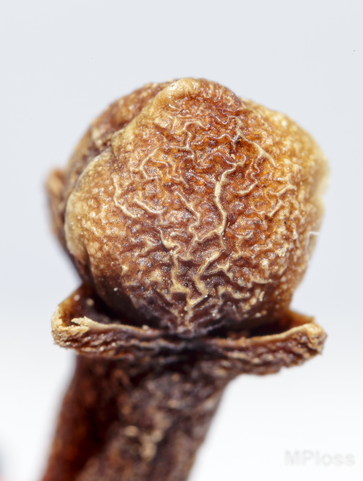 Canon EF-S 60mm F2.8 Macro USM sample photo. Clove photography