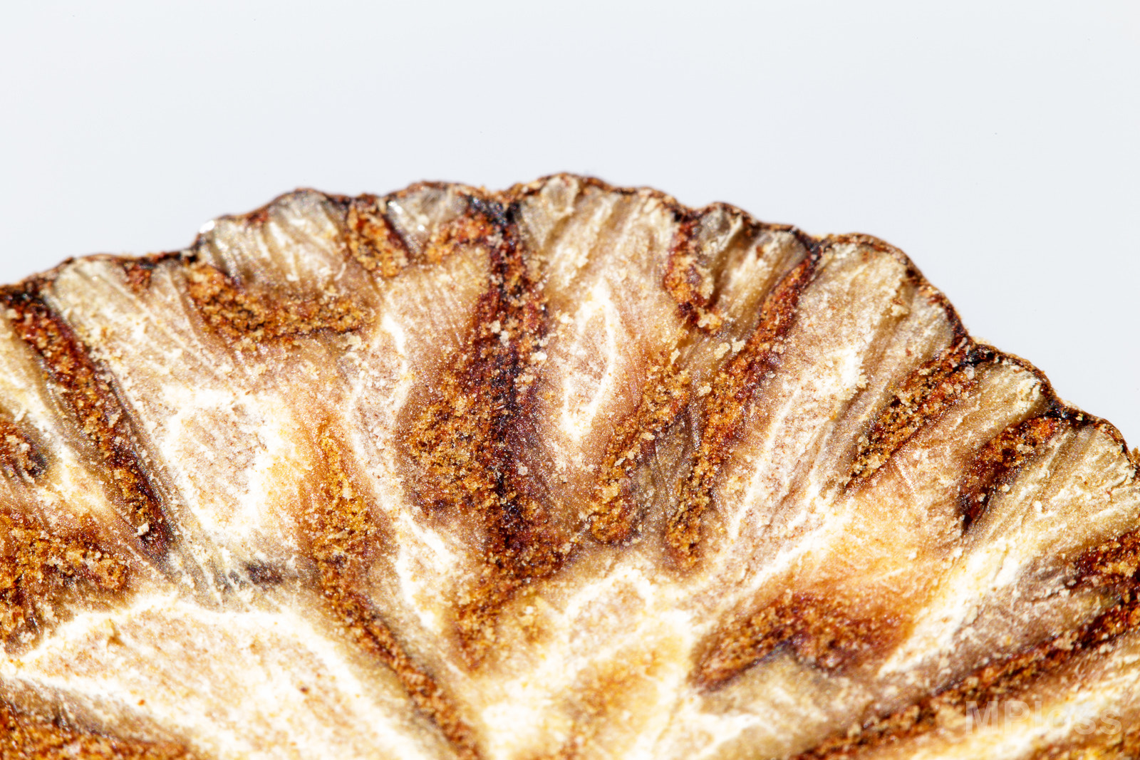 Canon EF-S 60mm F2.8 Macro USM sample photo. Nutmeg photography