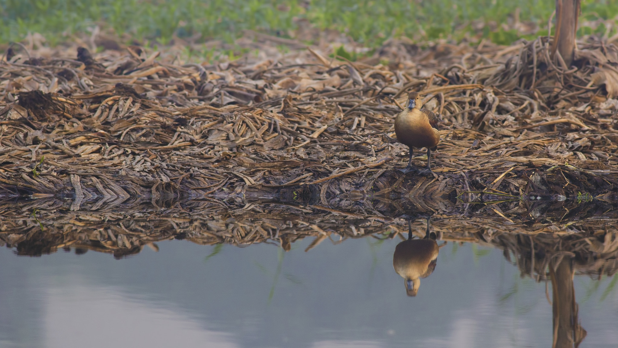 Canon EOS 600D (Rebel EOS T3i / EOS Kiss X5) + Canon EF 400mm F5.6L USM sample photo. Reflection reveals photography