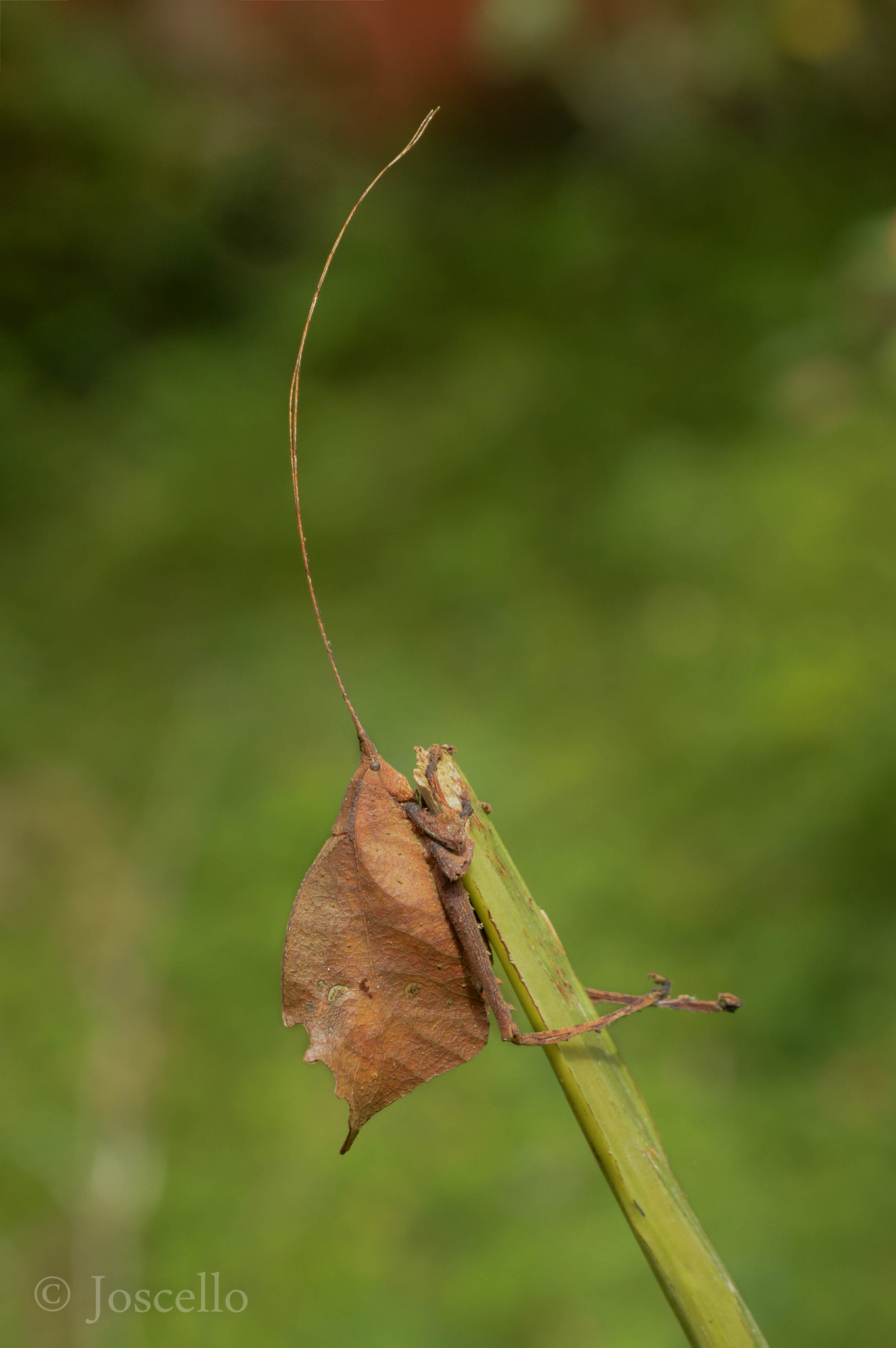 Nikon AF-S Micro-Nikkor 60mm F2.8G ED sample photo. Caminante hoja photography