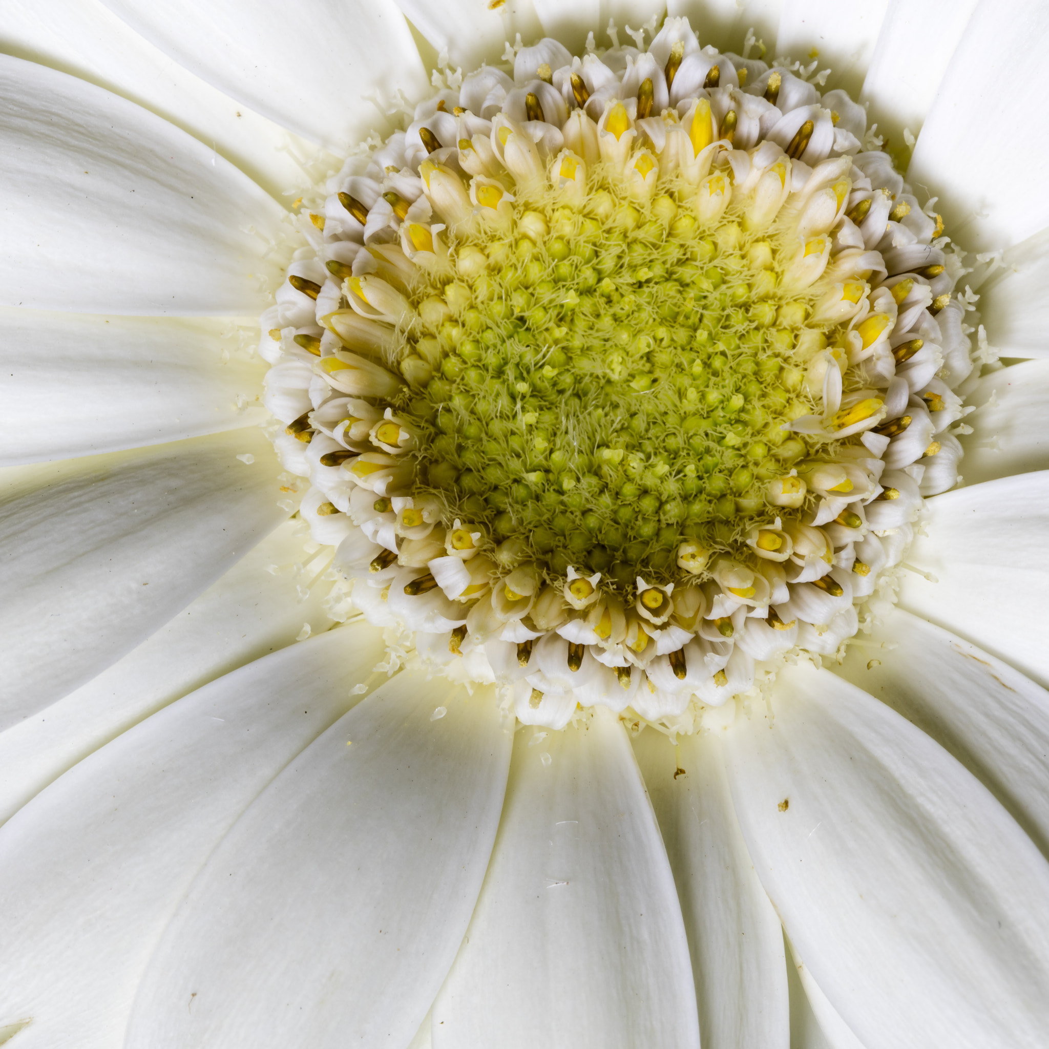 Canon EOS 5DS + Canon EF 100mm F2.8 Macro USM sample photo. Flower photography