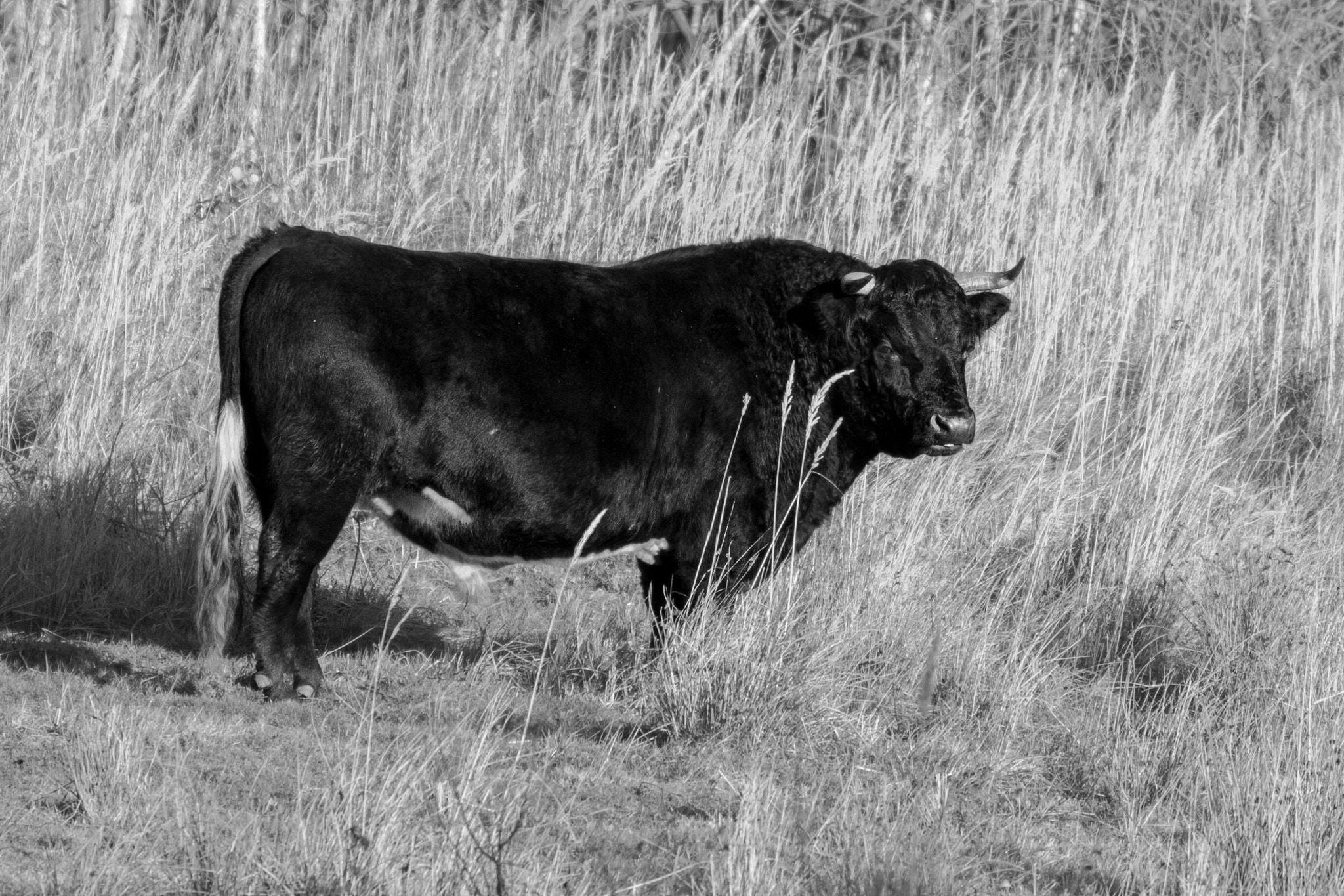Canon EOS 7D + Tamron SP 150-600mm F5-6.3 Di VC USD sample photo. Bull in the grass photography