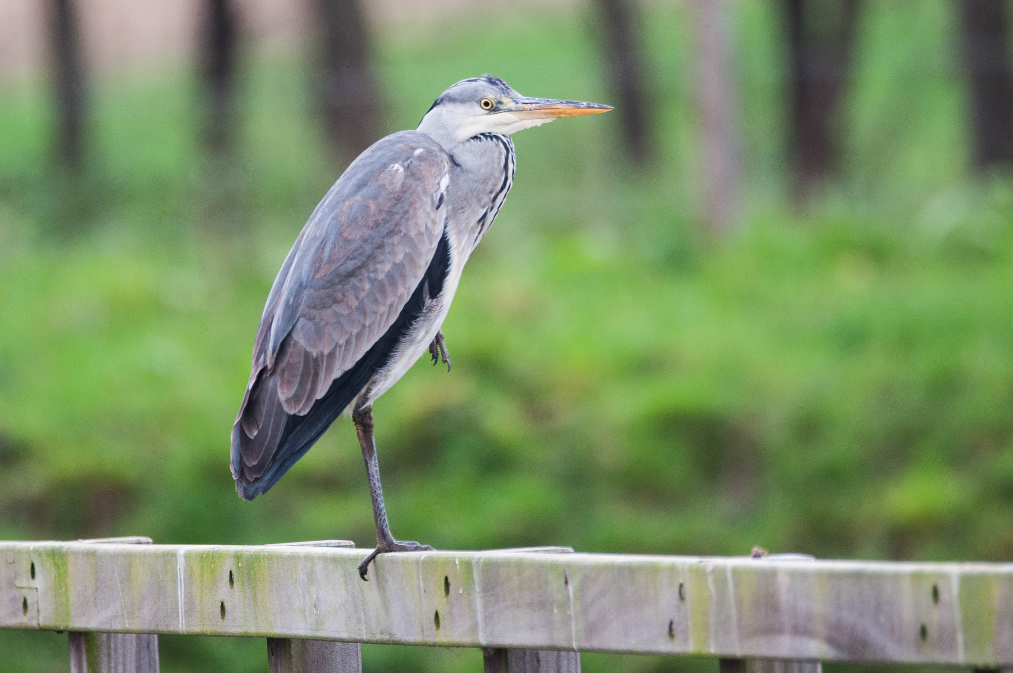Sigma 150-600mm F5-6.3 DG OS HSM | C sample photo. Reiger photography