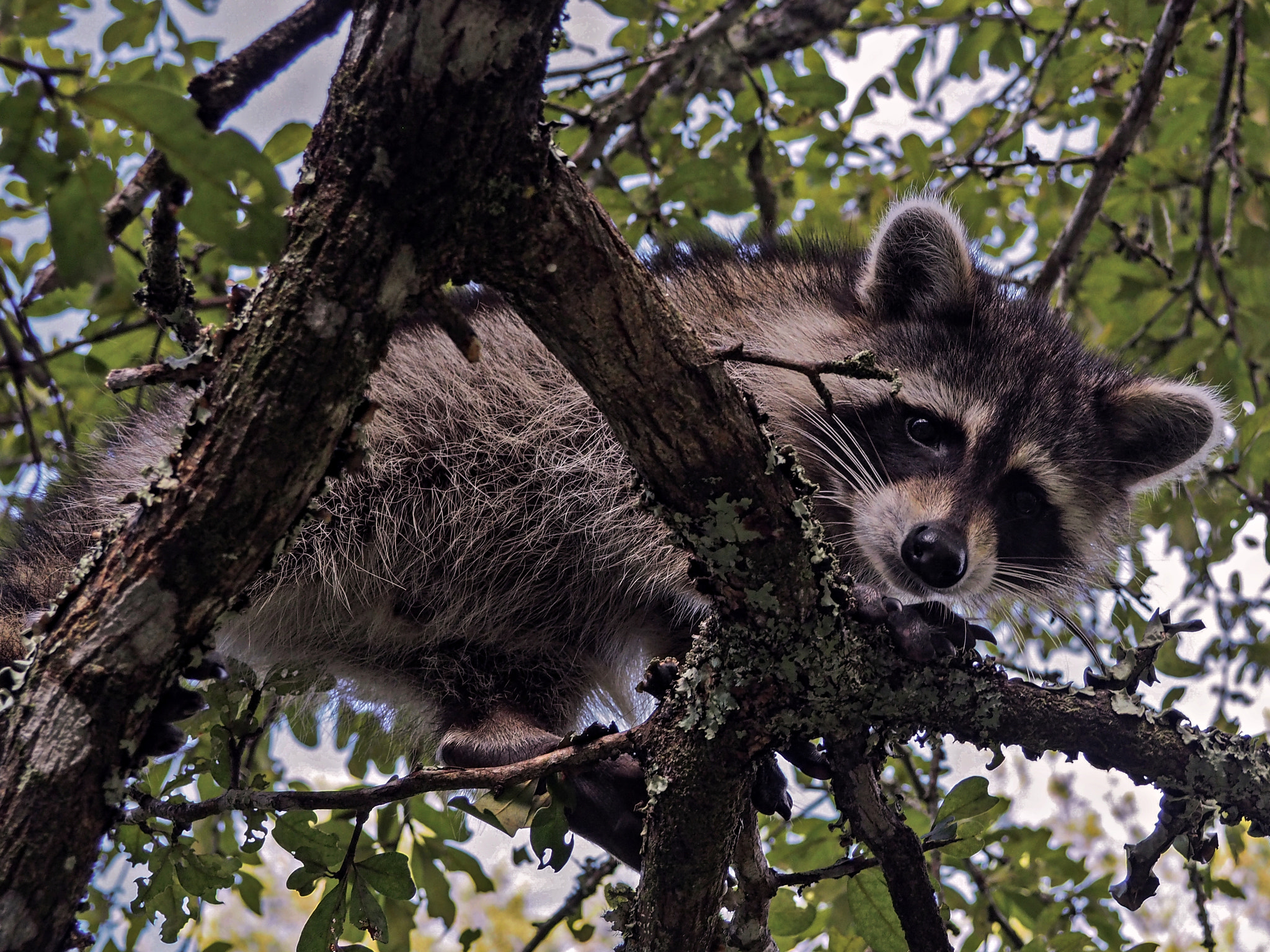 Olympus M.Zuiko Digital 14-42mm F3.5-5.6 II R sample photo. Wild raccoon spotted in manatee springs photography