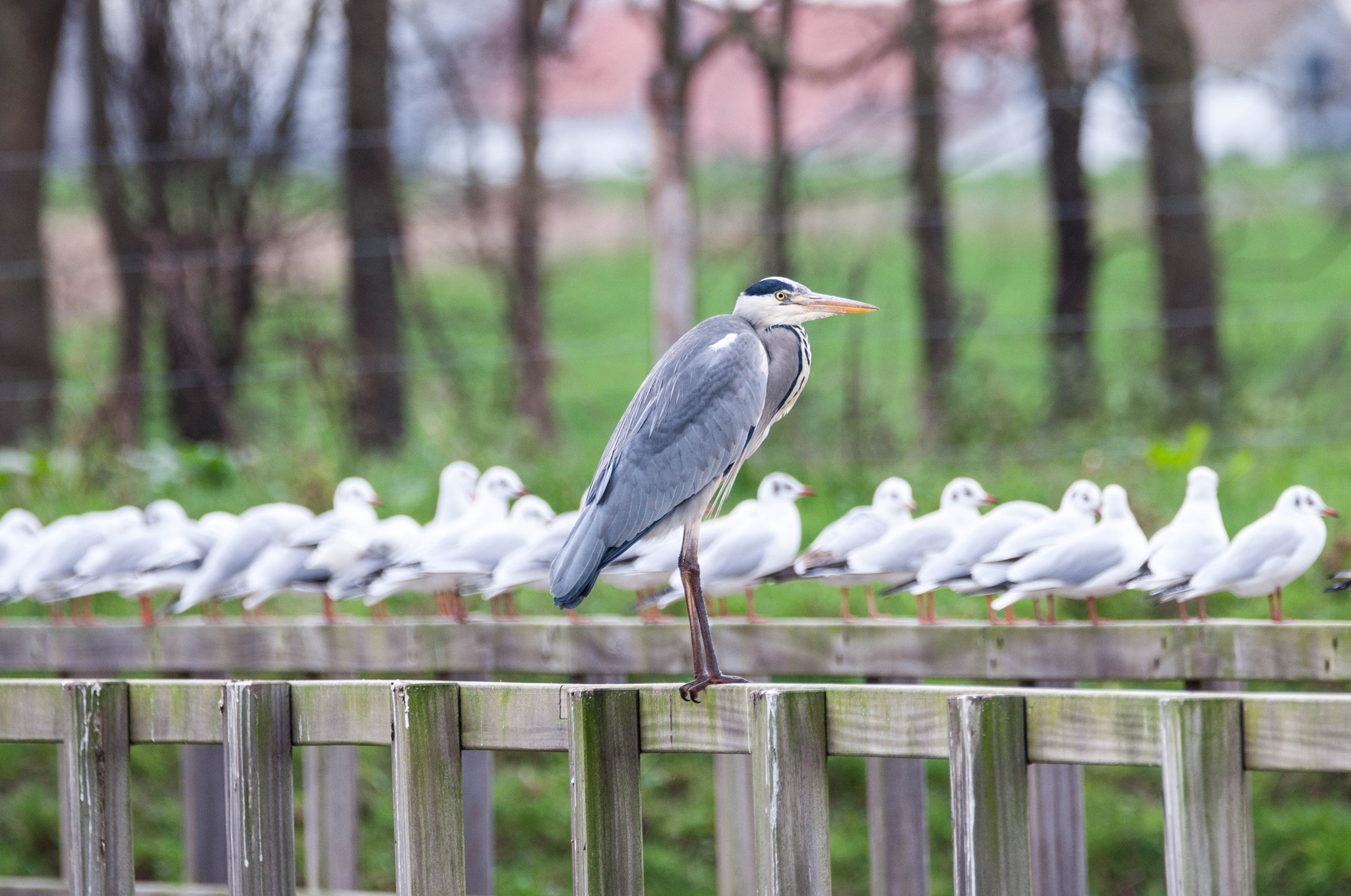 Sigma 150-600mm F5-6.3 DG OS HSM | C sample photo. Reiger & meeuwen photography