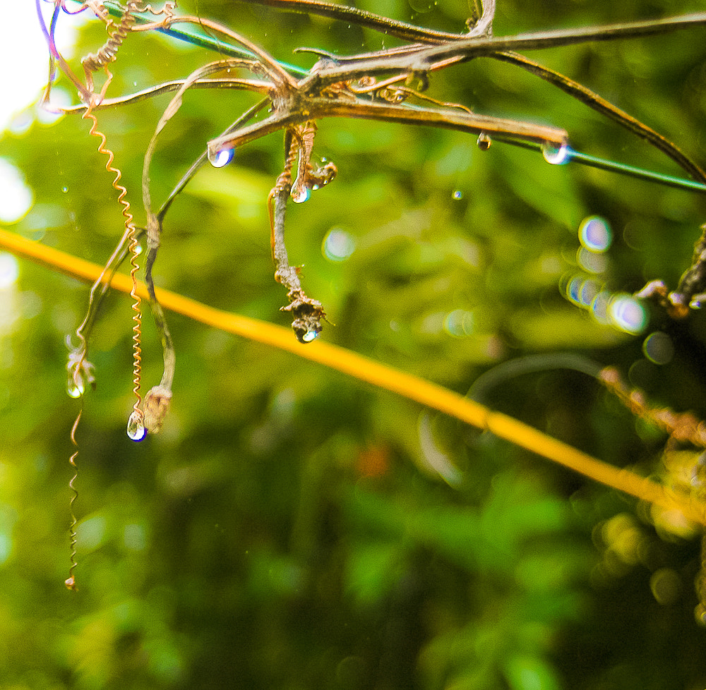 AF Zoom-Nikkor 28-70mm f/3.5-4.5 sample photo. -1689-5.jpg photography