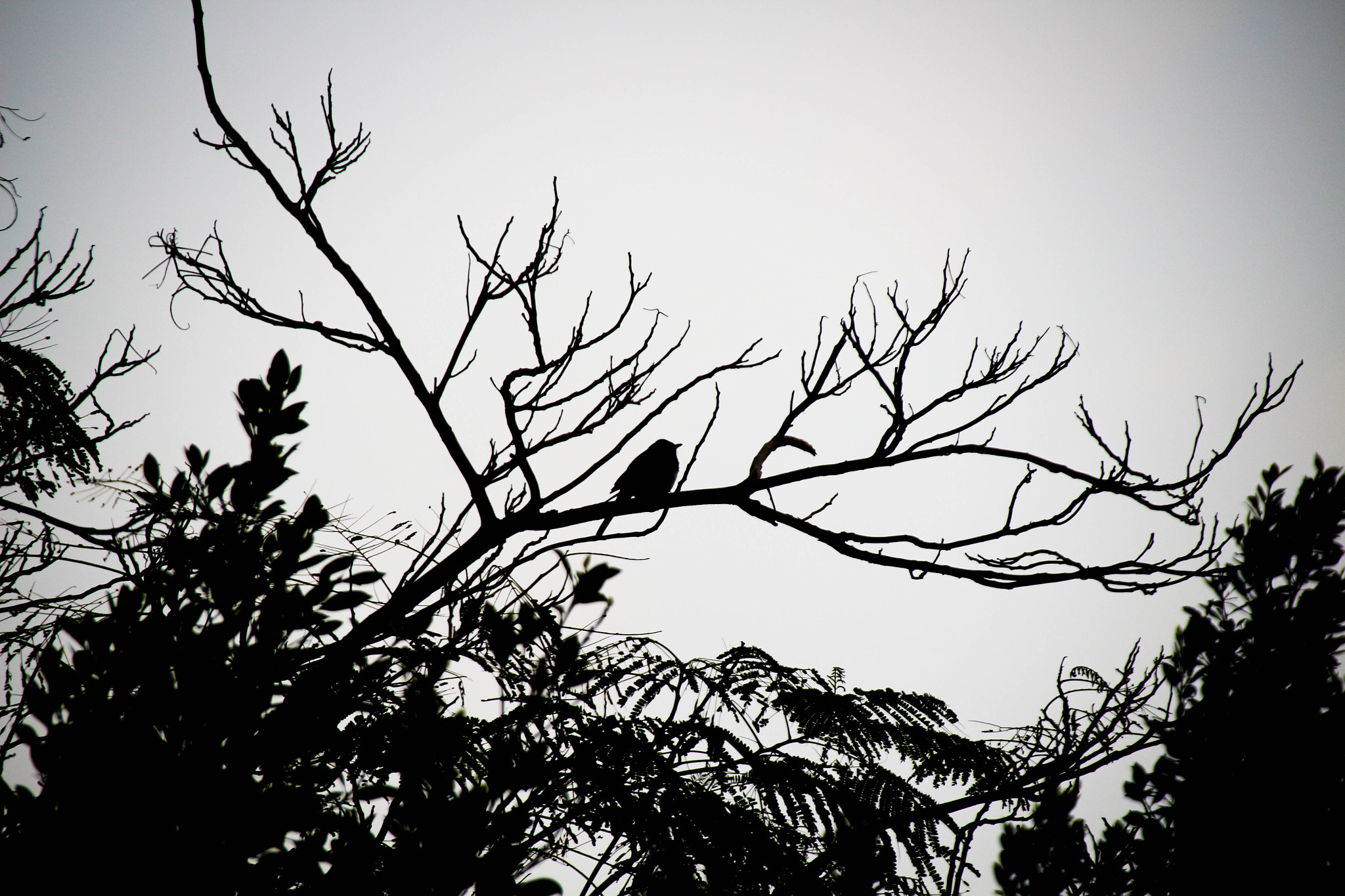 Canon EF 75-300mm F4.0-5.6 IS USM sample photo. Bird photography