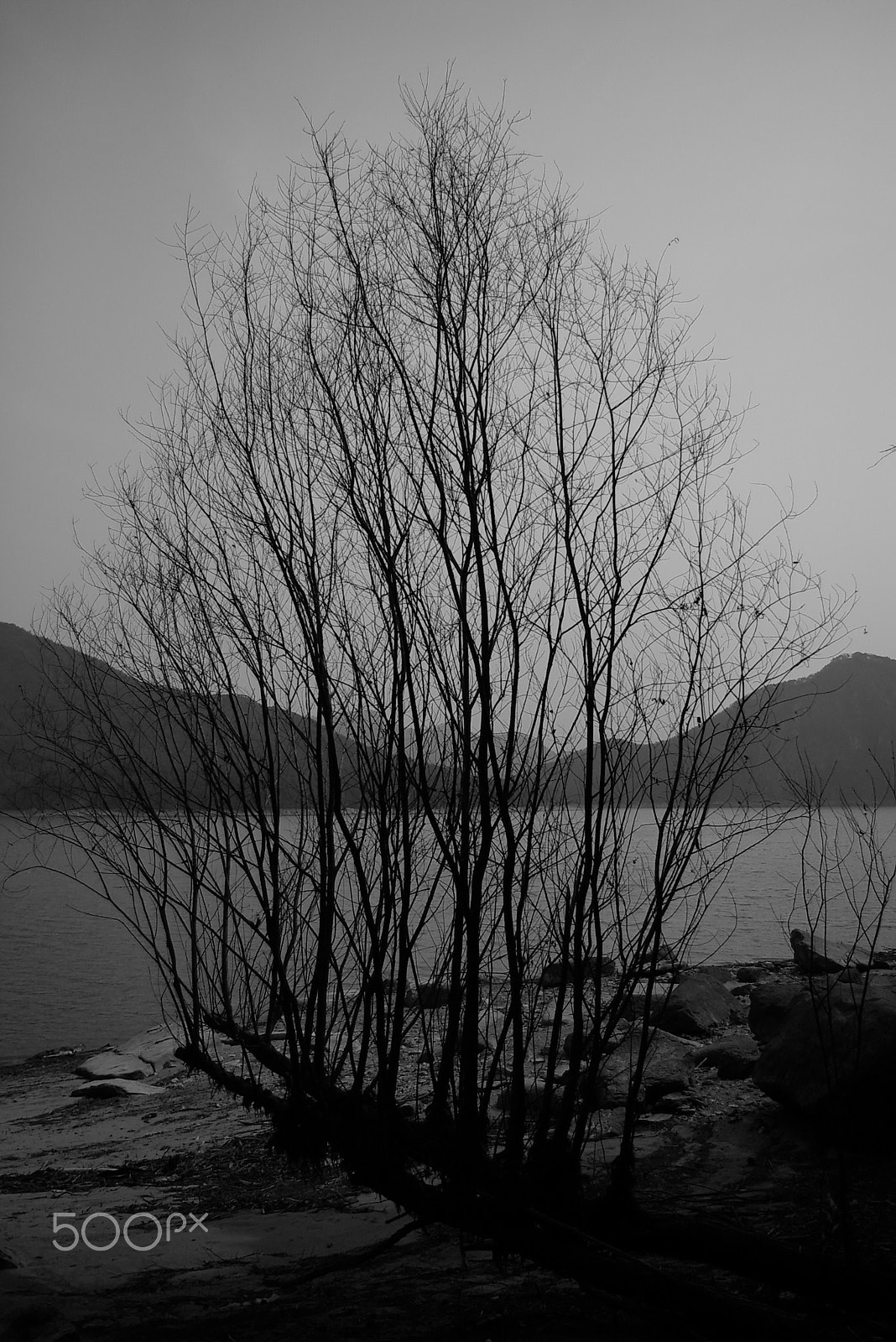 Pentax *ist D sample photo. Dead tree photography