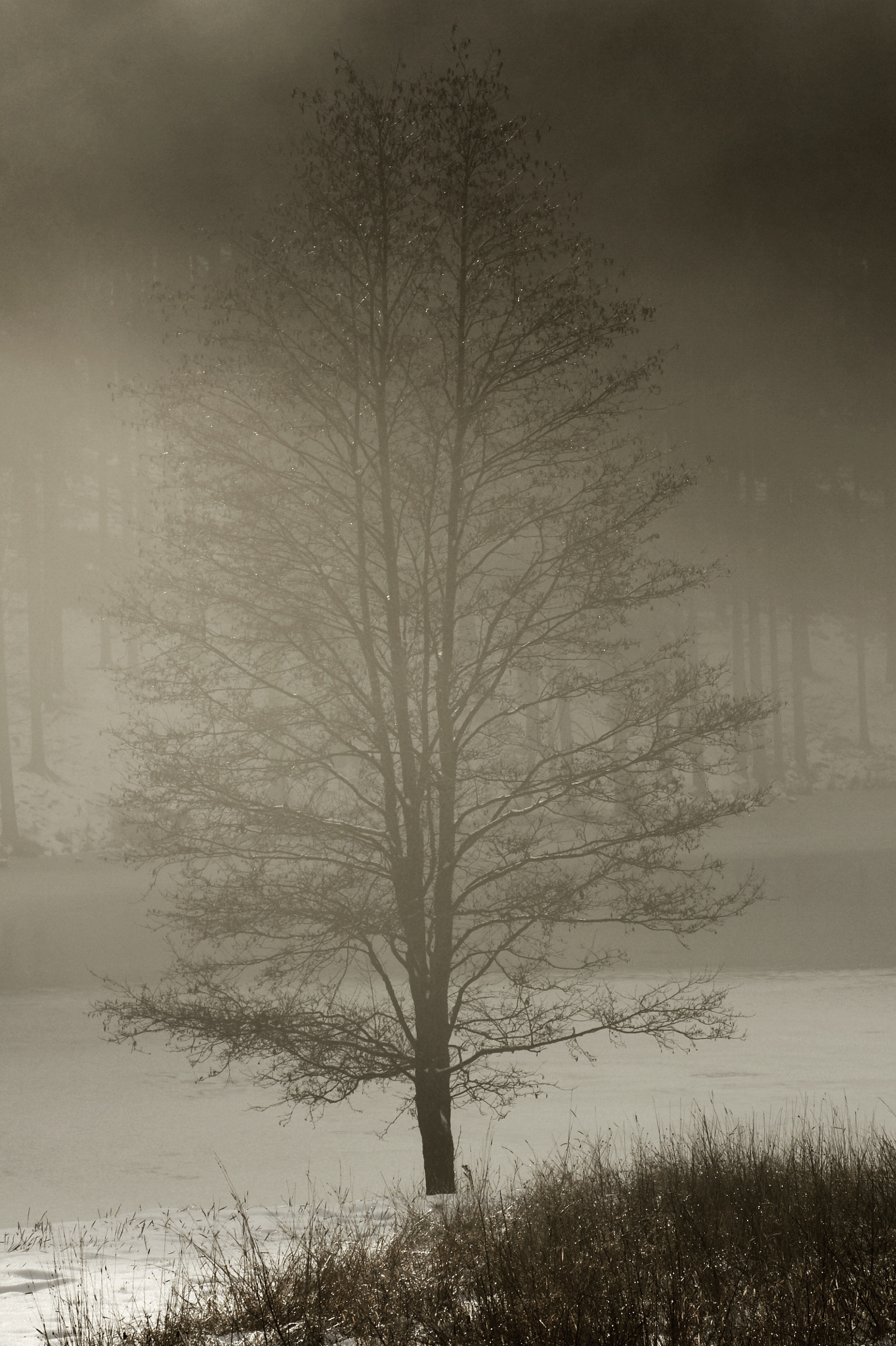 Sony Alpha DSLR-A700 + Tamron SP AF 90mm F2.8 Di Macro sample photo. The foggy tree photography