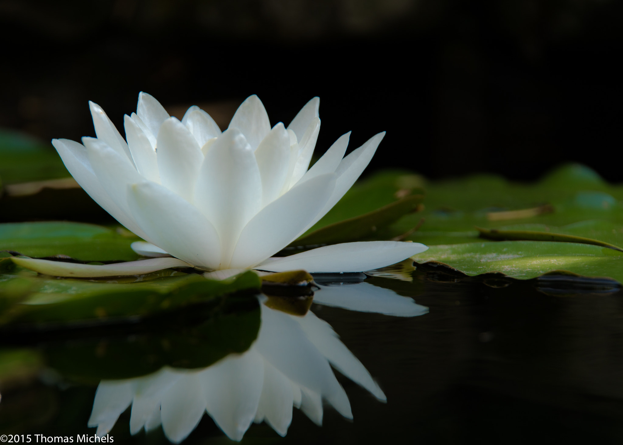 Tamron 18-270mm F3.5-6.3 Di II PZD sample photo. Weiße seerose photography