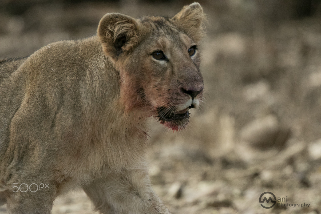Canon EF 500mm F4L IS II USM sample photo. Lion photography