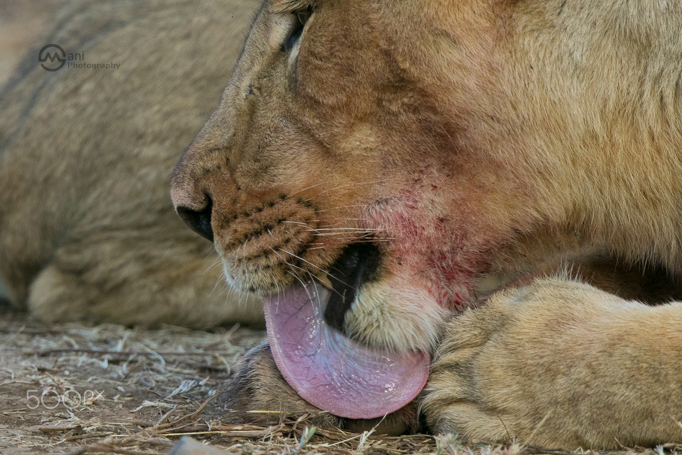 Canon EF 500mm F4L IS II USM sample photo. Lion photography