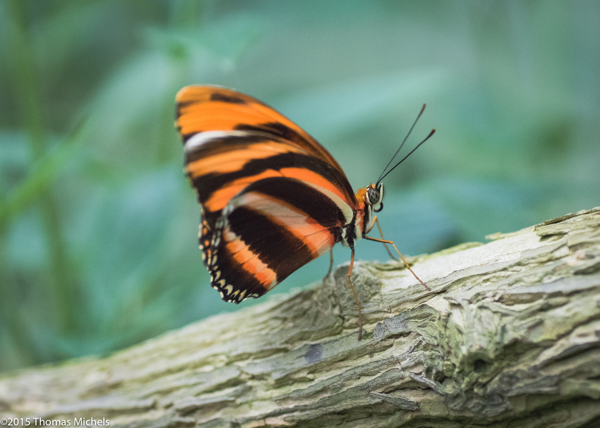 Sony ILCA-77M2 + Tamron SP AF 90mm F2.8 Di Macro sample photo. Schmetterling photography