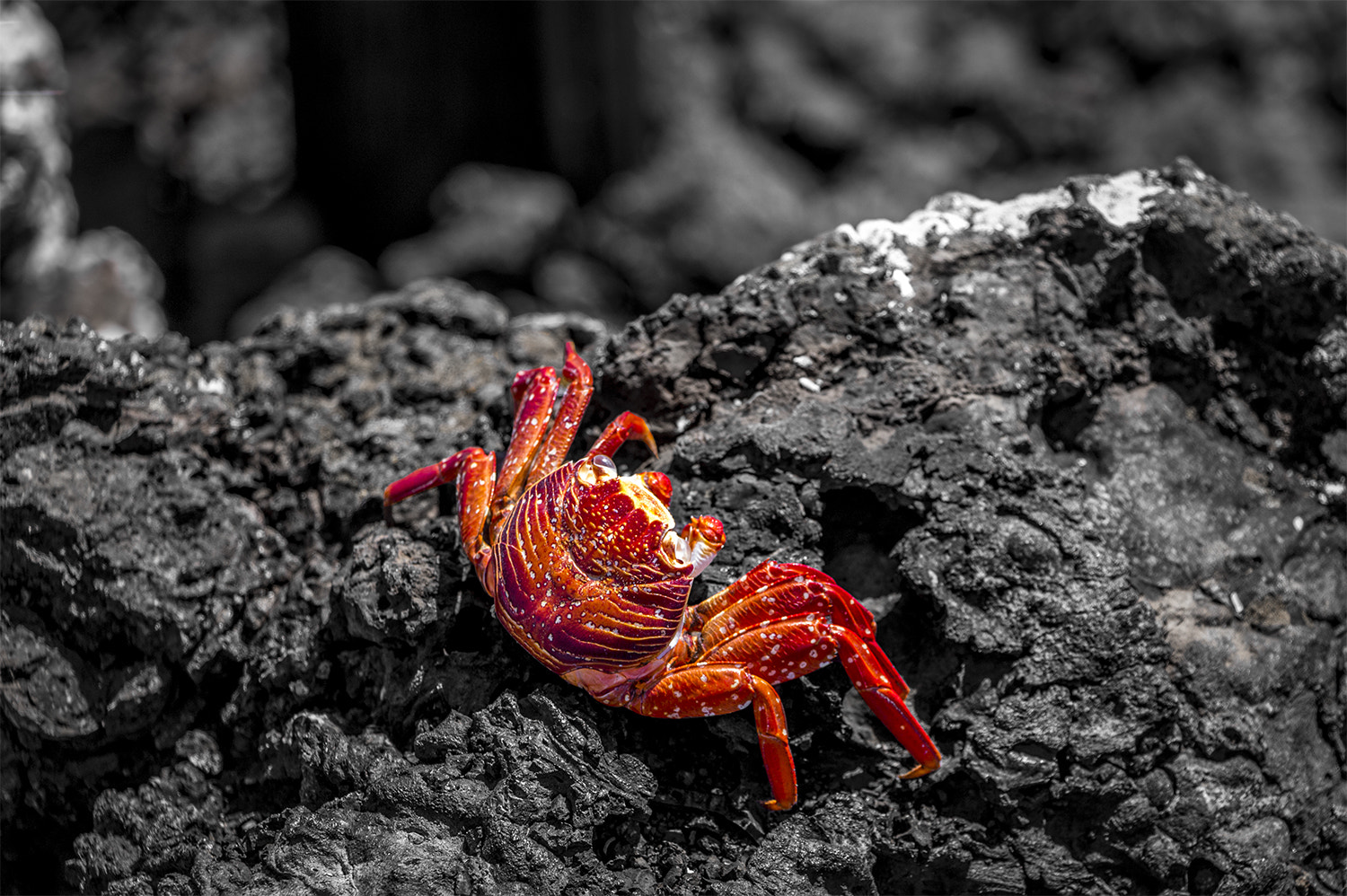 Canon EF-S 18-135mm F3.5-5.6 IS STM sample photo. Red on lava rocks photography