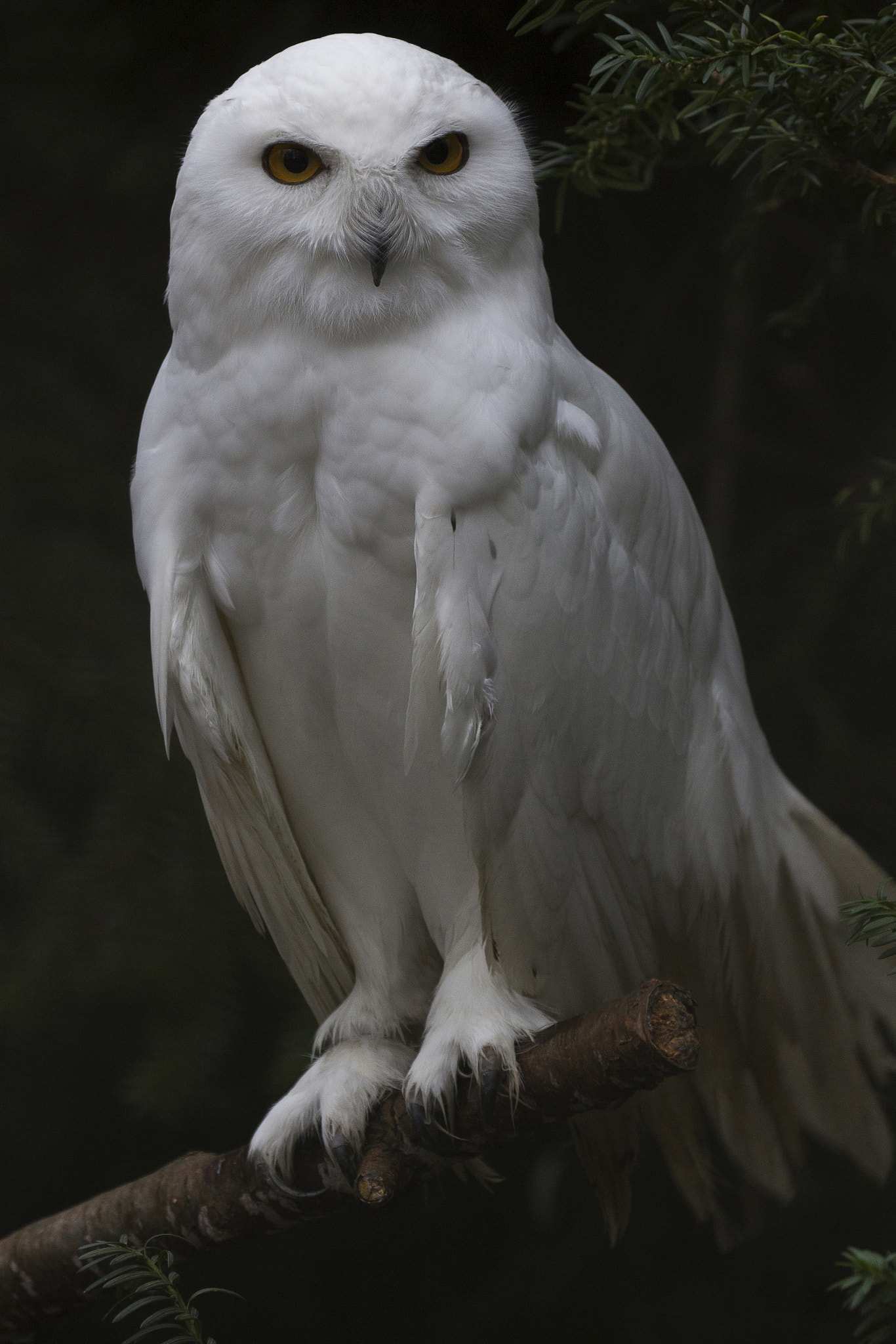 Canon EF 100-400mm F4.5-5.6L IS II USM sample photo. Snowy owl photography