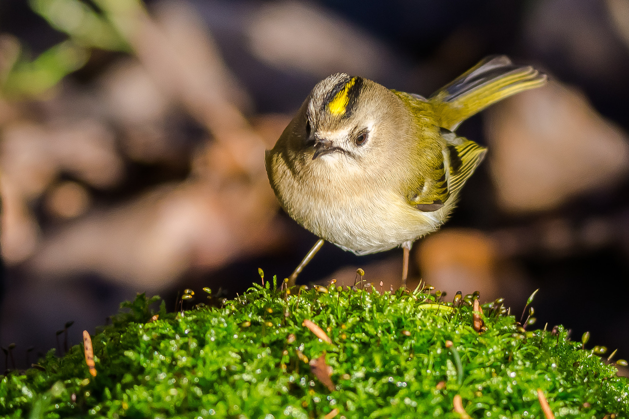 Sony SLT-A65 (SLT-A65V) + Tamron SP 150-600mm F5-6.3 Di VC USD sample photo. Goldcrest photography