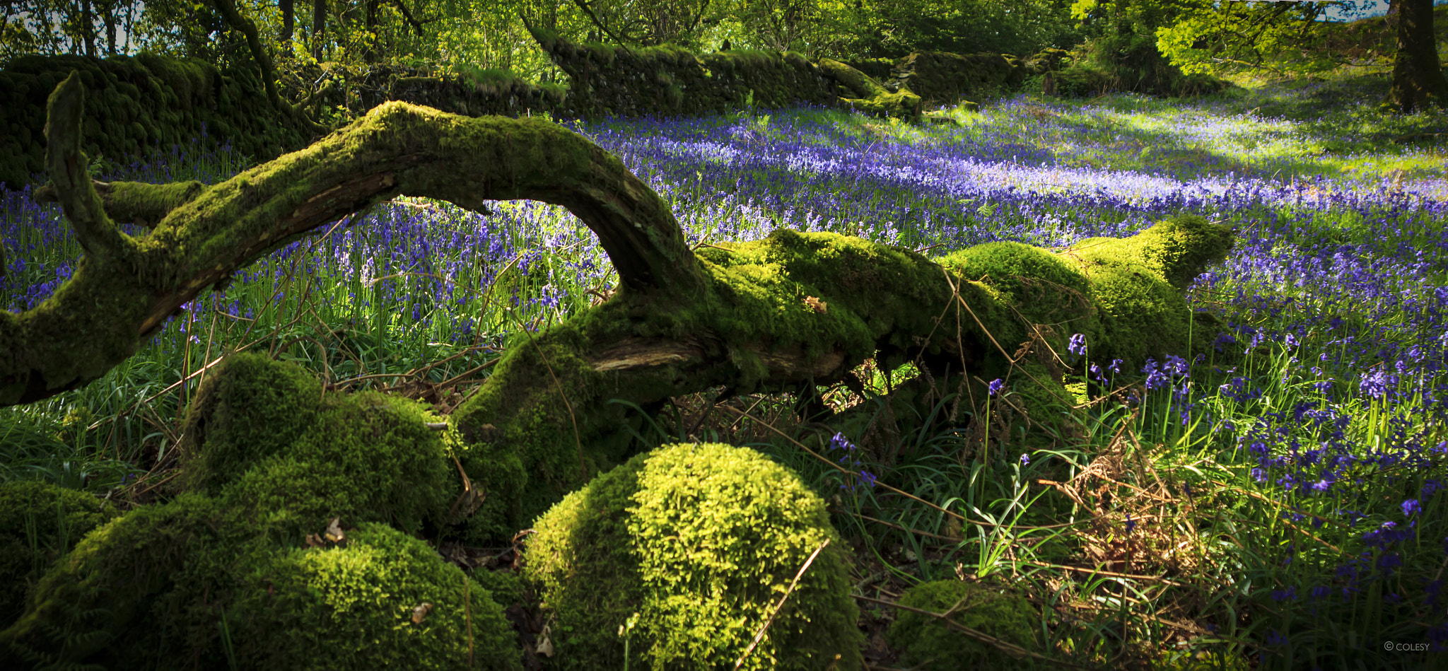 Canon EOS 60D + Tamron AF 28-300mm F3.5-6.3 XR Di LD Aspherical (IF) Macro sample photo. Blue bell woods, langdales photography