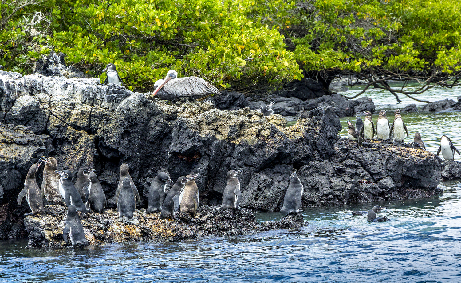 Canon EF-S 18-135mm F3.5-5.6 IS STM sample photo. Sharing the rock photography