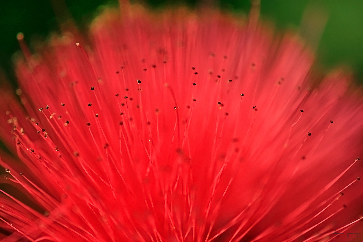 Canon EF 100mm F2.8 Macro USM sample photo. Red world photography