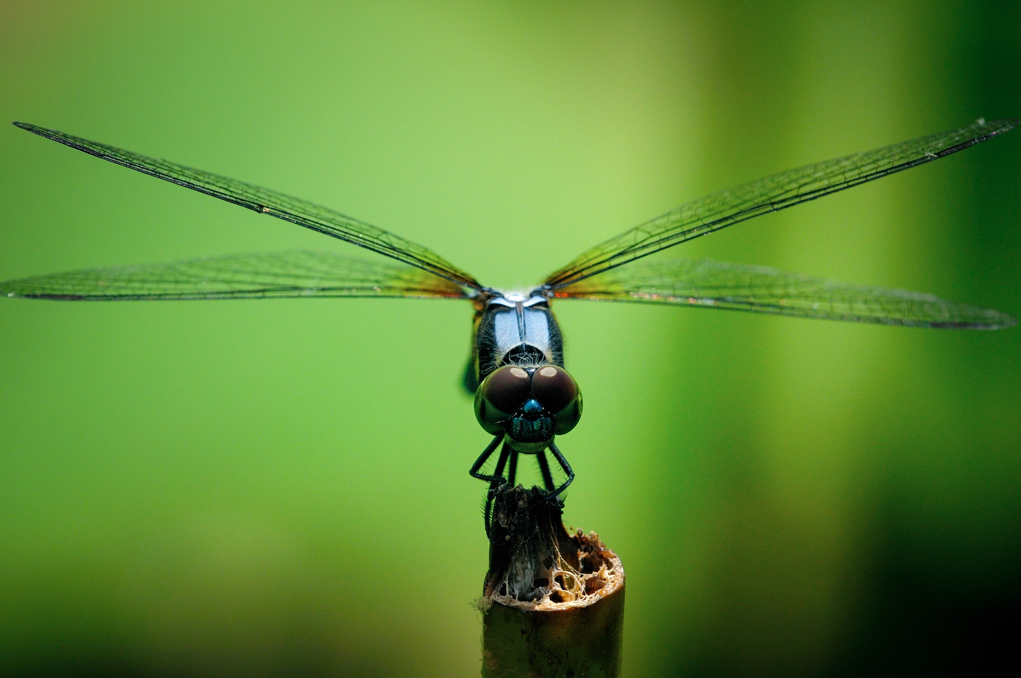 Sigma 150mm F2.8 EX DG Macro HSM sample photo. Dragonfly photography