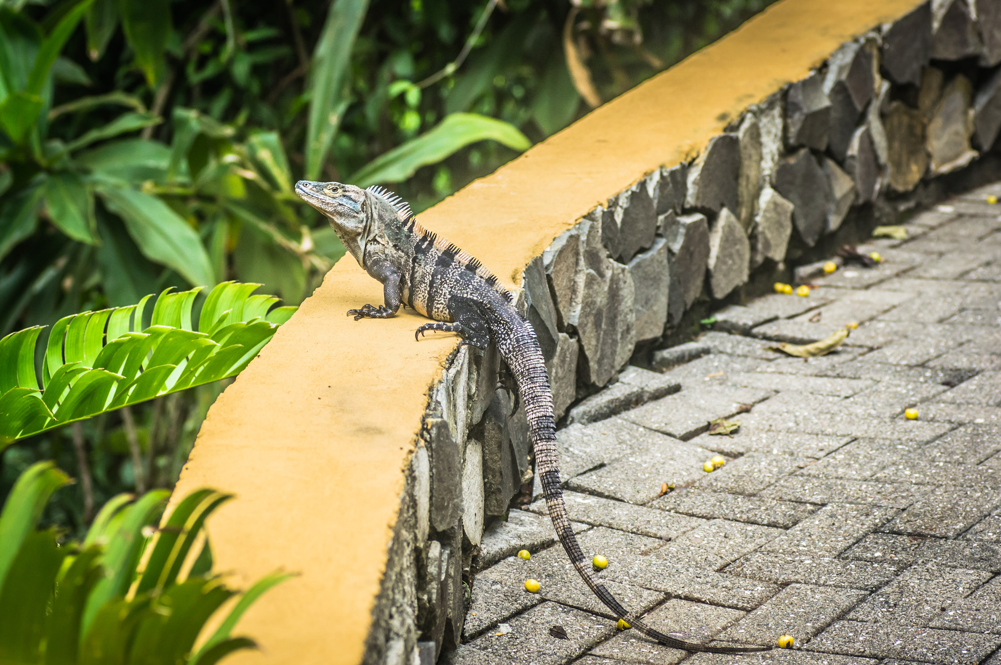 Sony SLT-A55 (SLT-A55V) + Tamron SP AF 90mm F2.8 Di Macro sample photo. Lizard on a wall photography