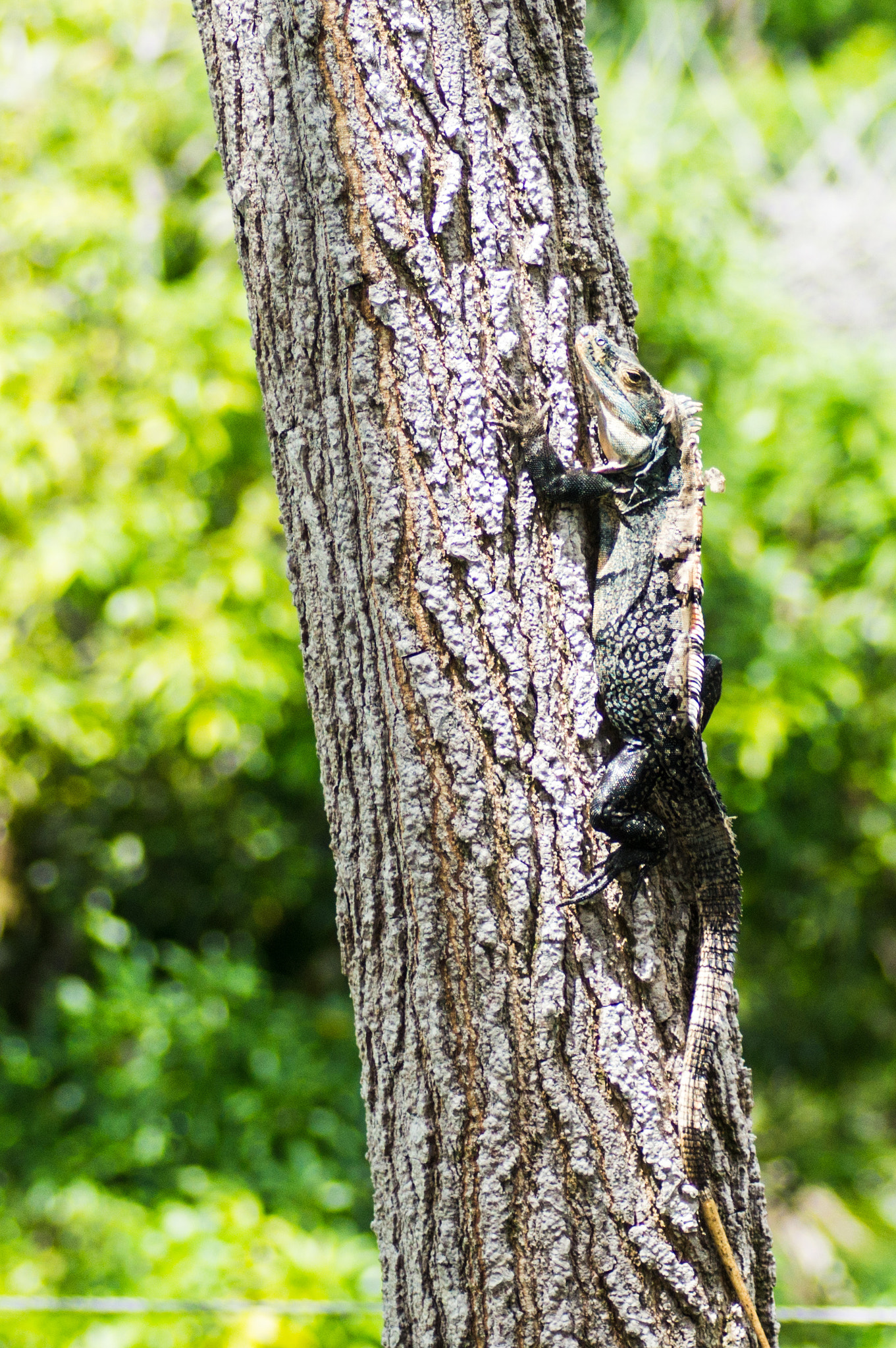 Sony SLT-A55 (SLT-A55V) + Tamron SP AF 90mm F2.8 Di Macro sample photo. Lizard on a tree photography