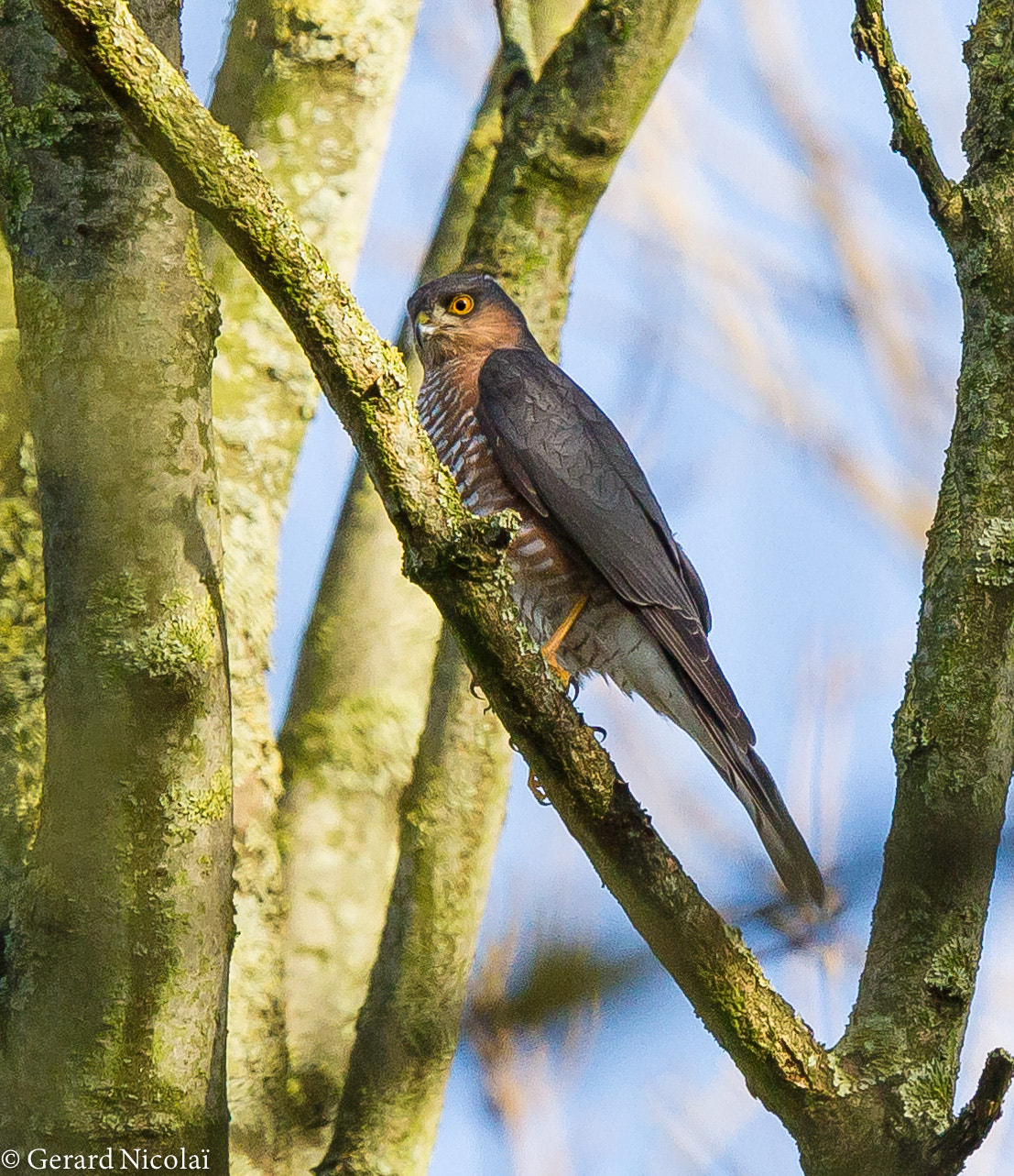 Canon EF 300mm F2.8L IS USM sample photo. Male sparrow hawk photography