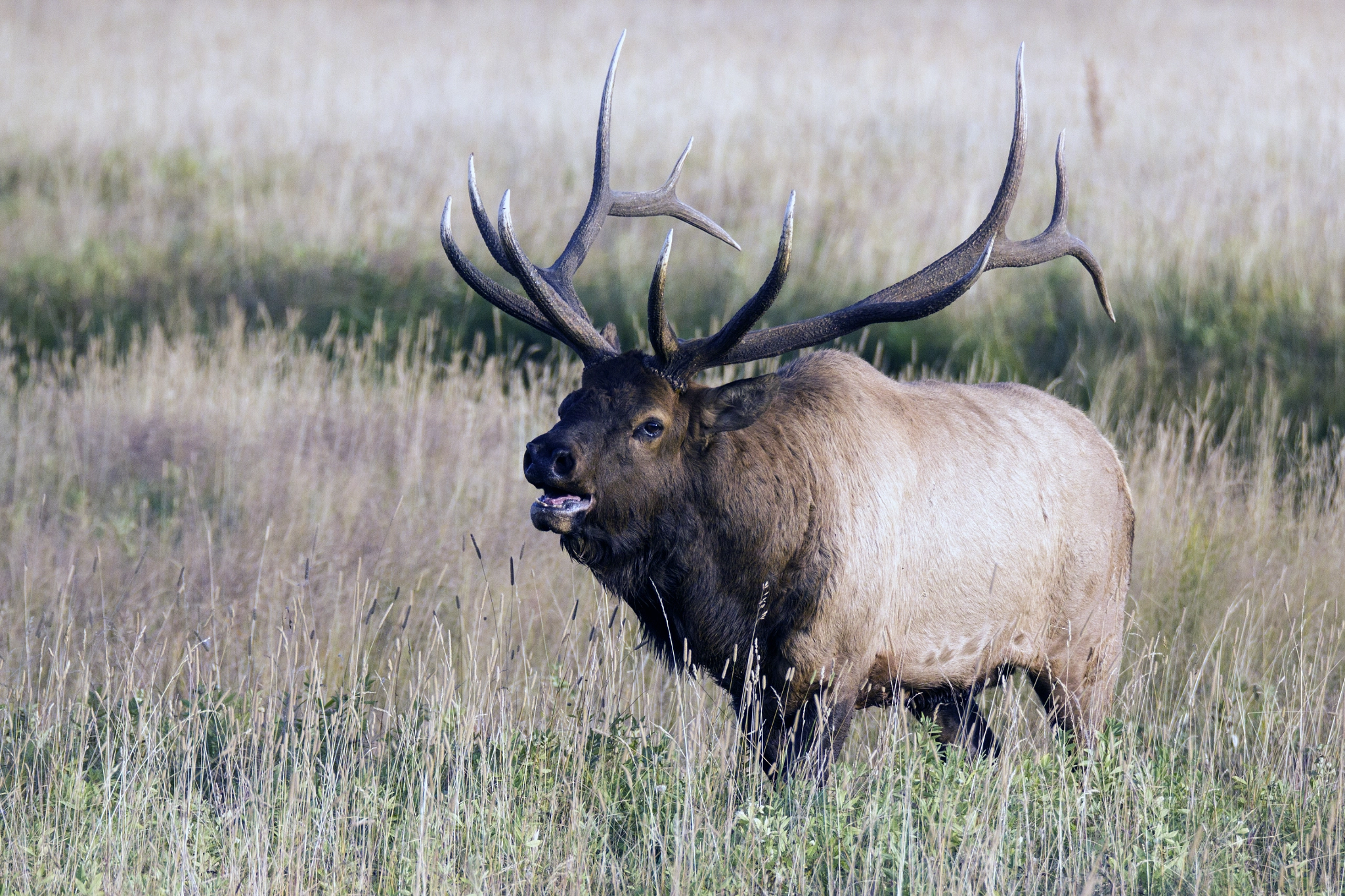 Sigma 150-600mm F5-6.3 DG OS HSM | C sample photo. Bugling bull photography