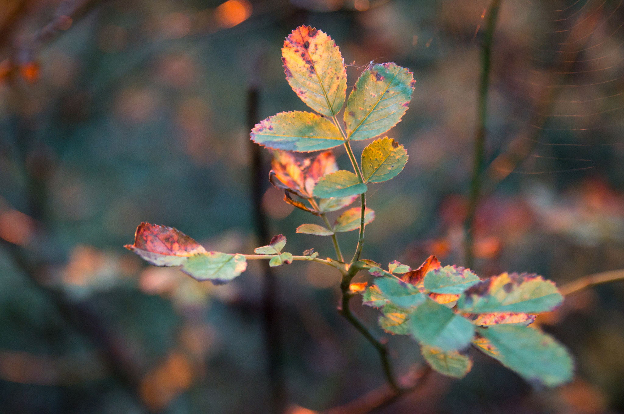 Pentax K-500 + Sigma sample photo. Autumn rose photography