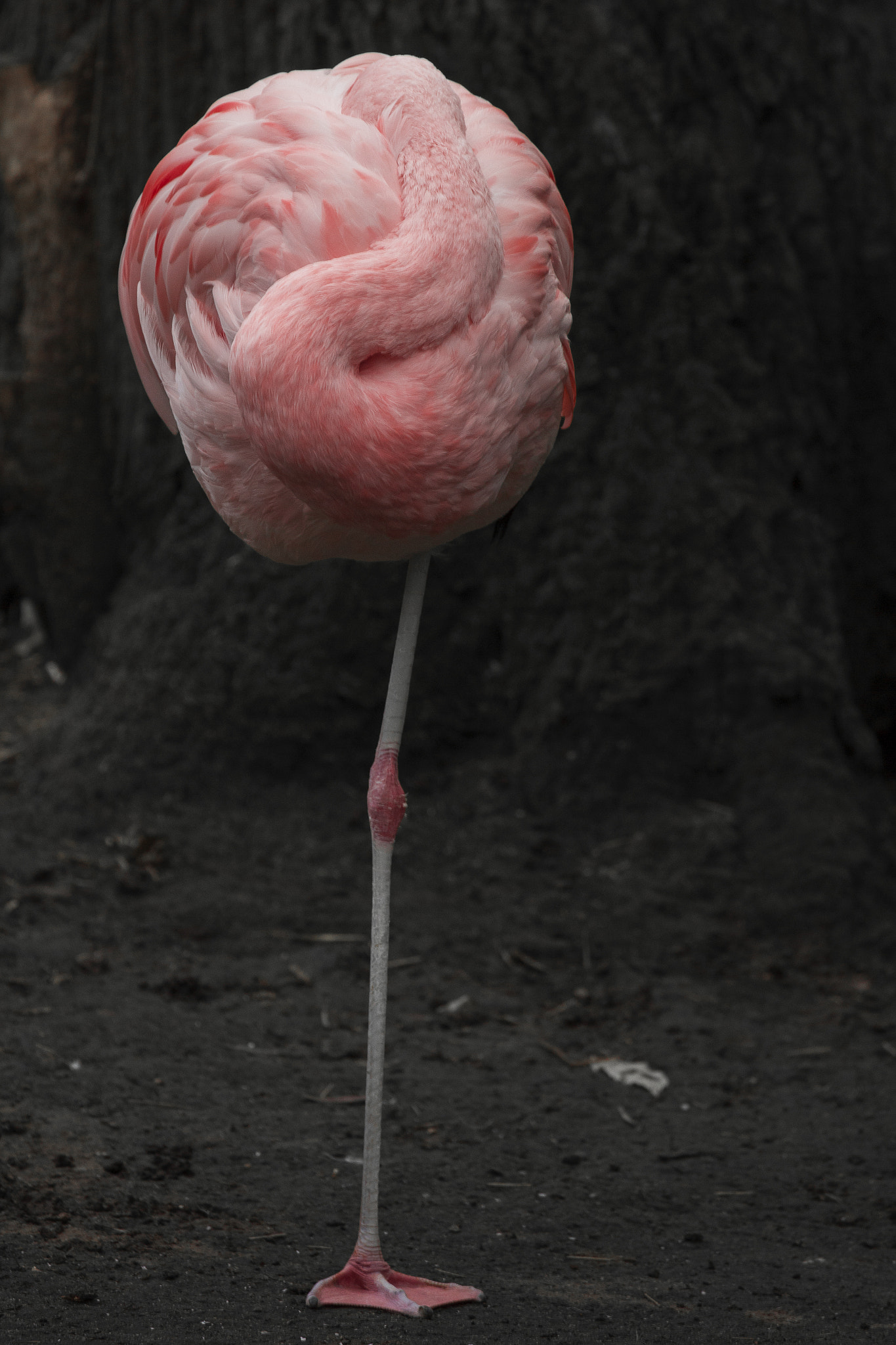 Canon EF 100-400mm F4.5-5.6L IS II USM sample photo. Lollipop photography