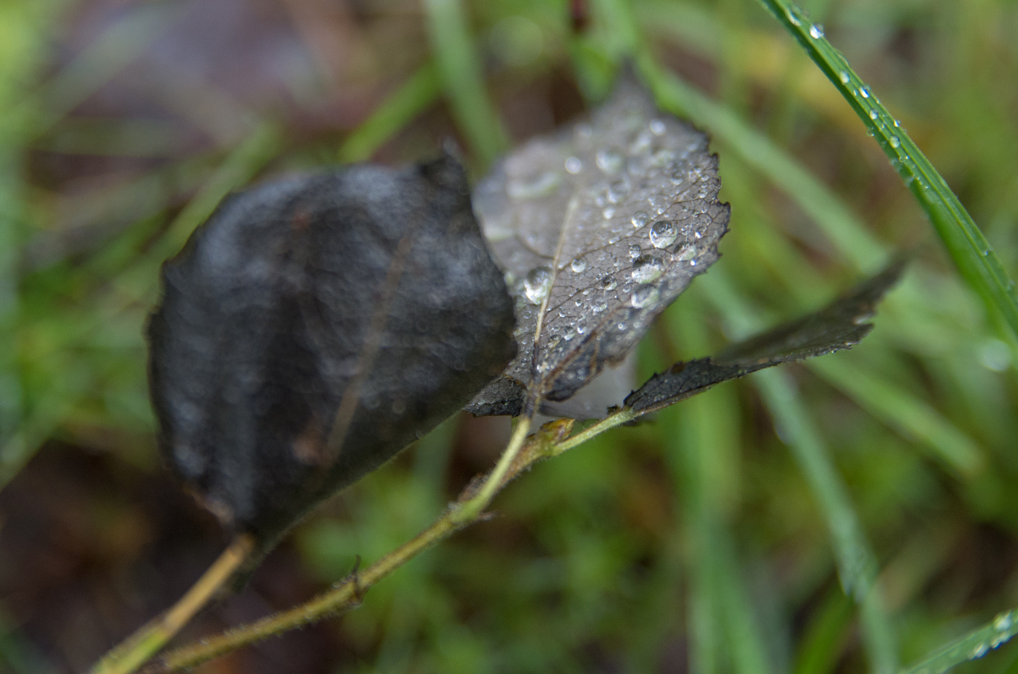 Pentax K-500 + Sigma sample photo. Autumn 2 photography