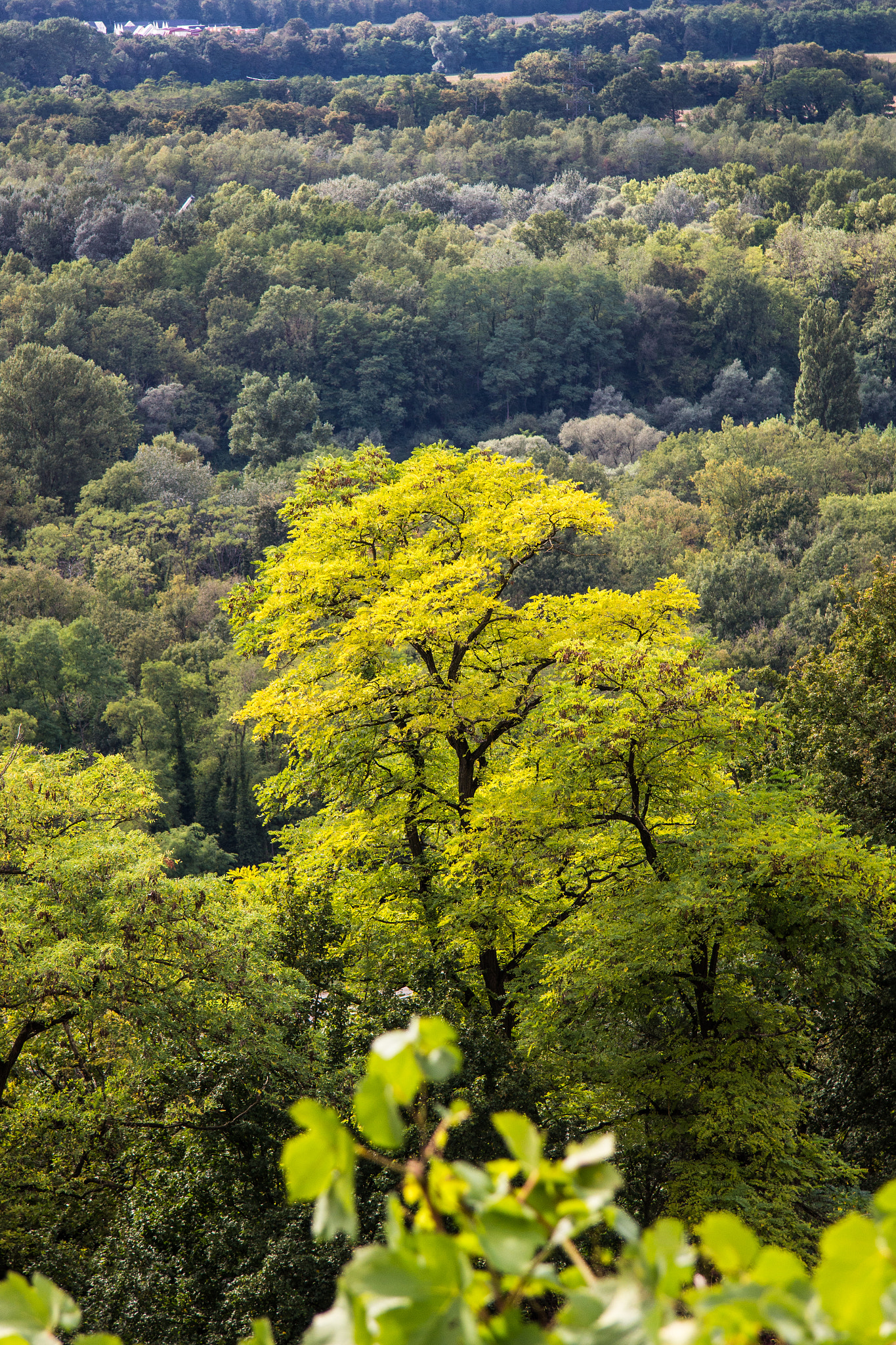 Canon EF-S 17-85mm F4-5.6 IS USM sample photo. Jungle photography