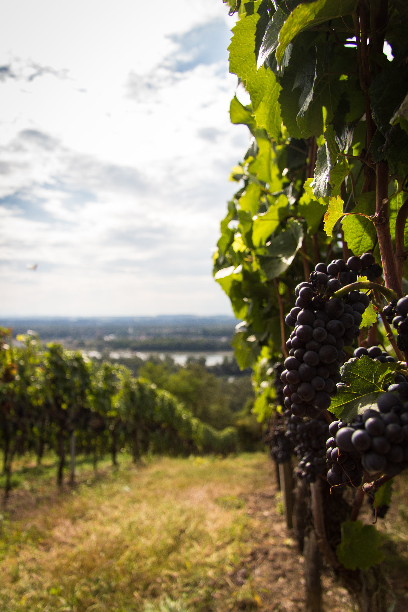 Canon EF-S 17-85mm F4-5.6 IS USM sample photo. Future red wine photography