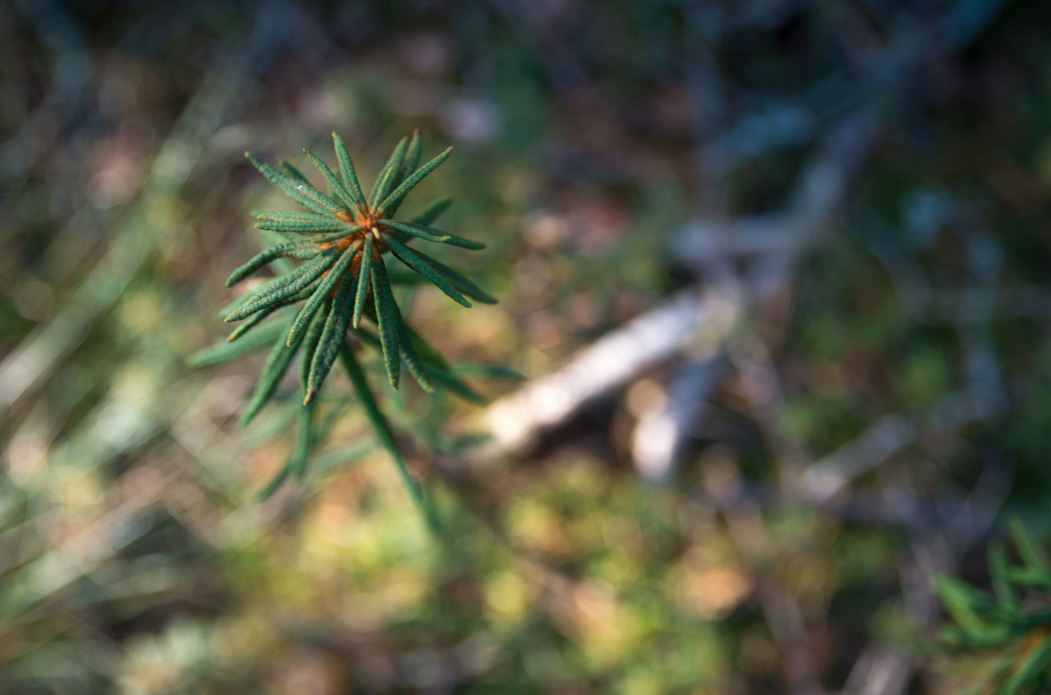 Pentax K-500 + Sigma sample photo. Autumn 1 photography