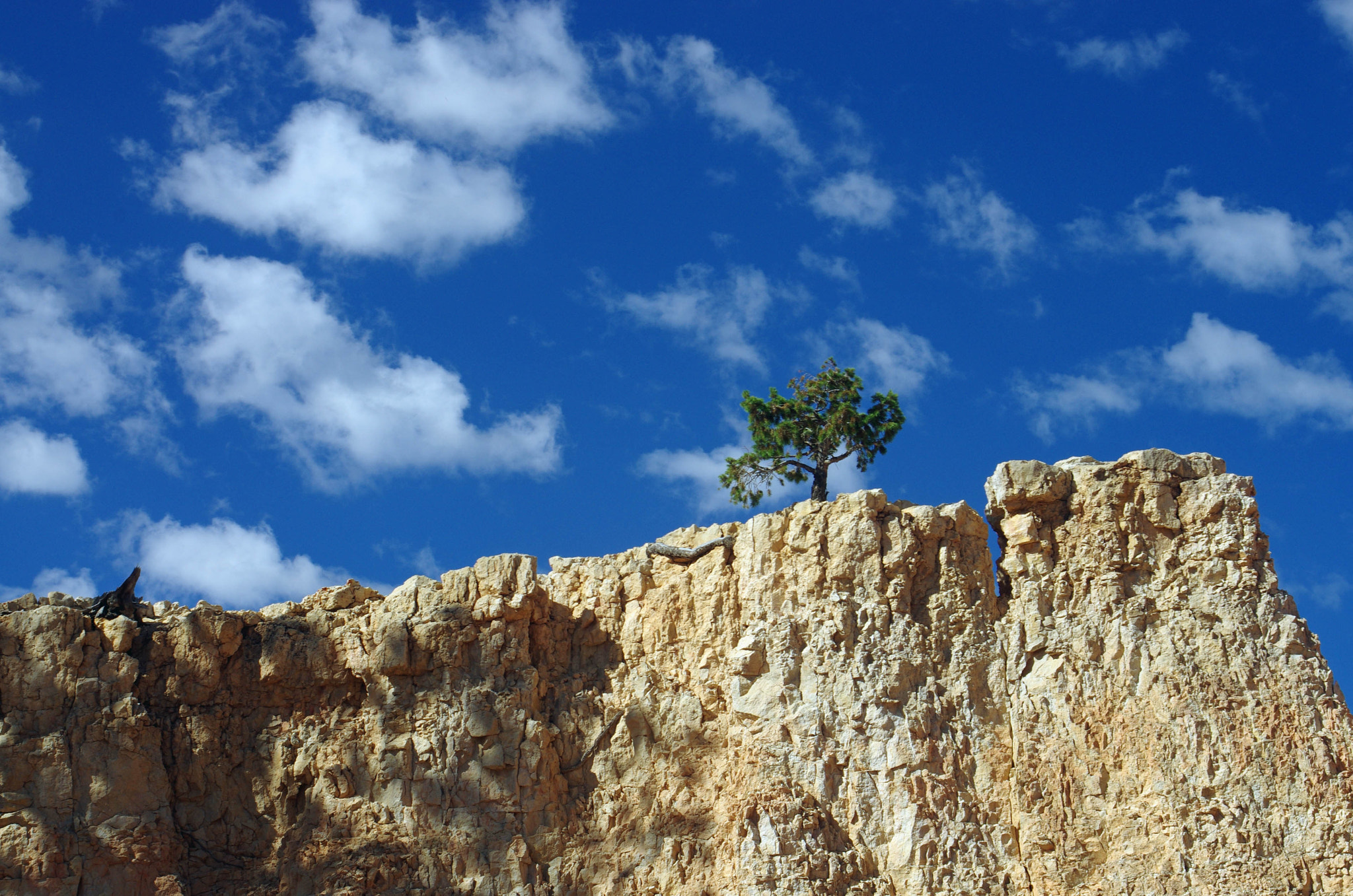 Pentax K-5 IIs sample photo. Tree at bryce photography