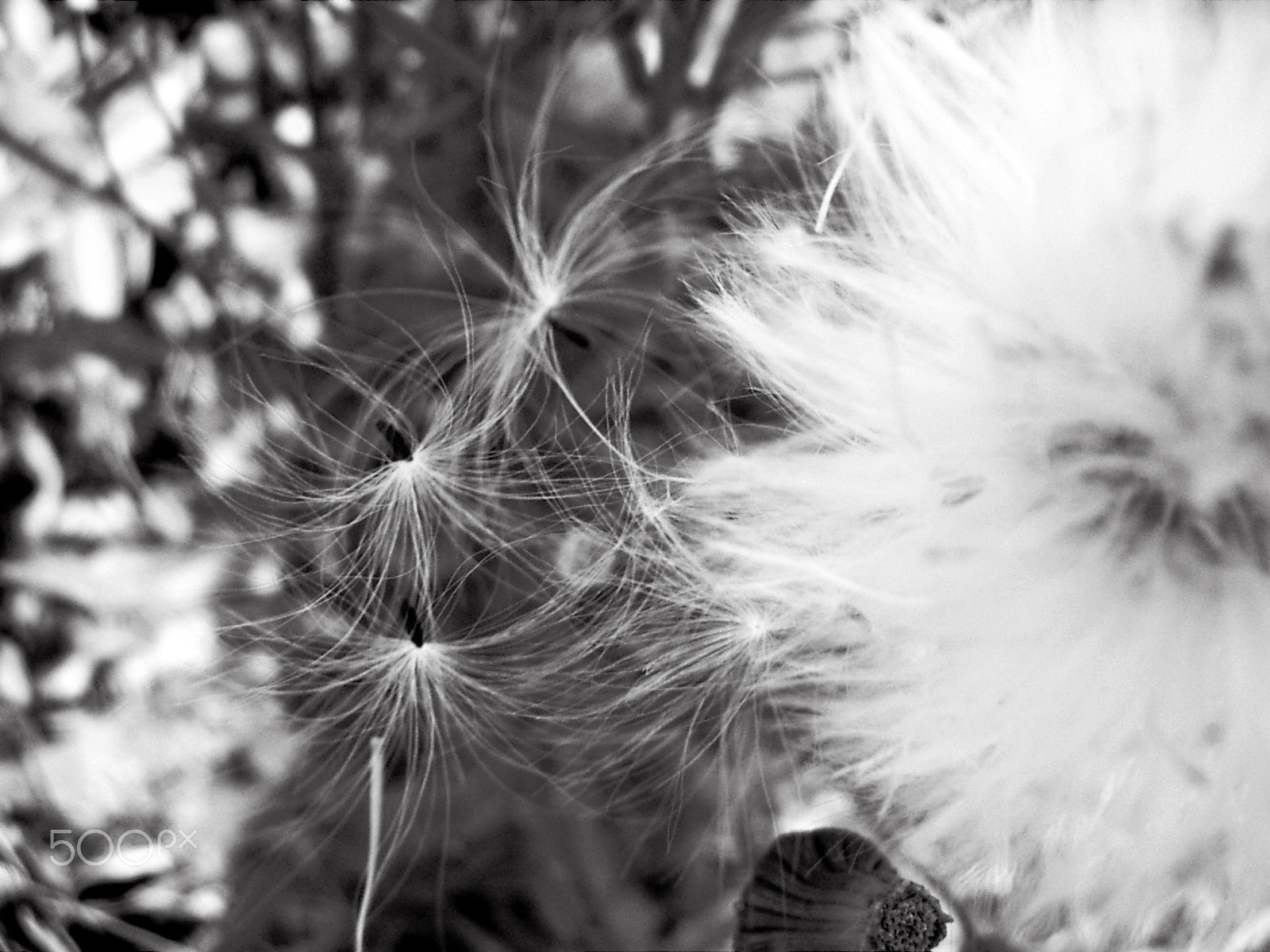 KONICA MINOLTA DiMAGE X21 sample photo. The dandelion spores photography
